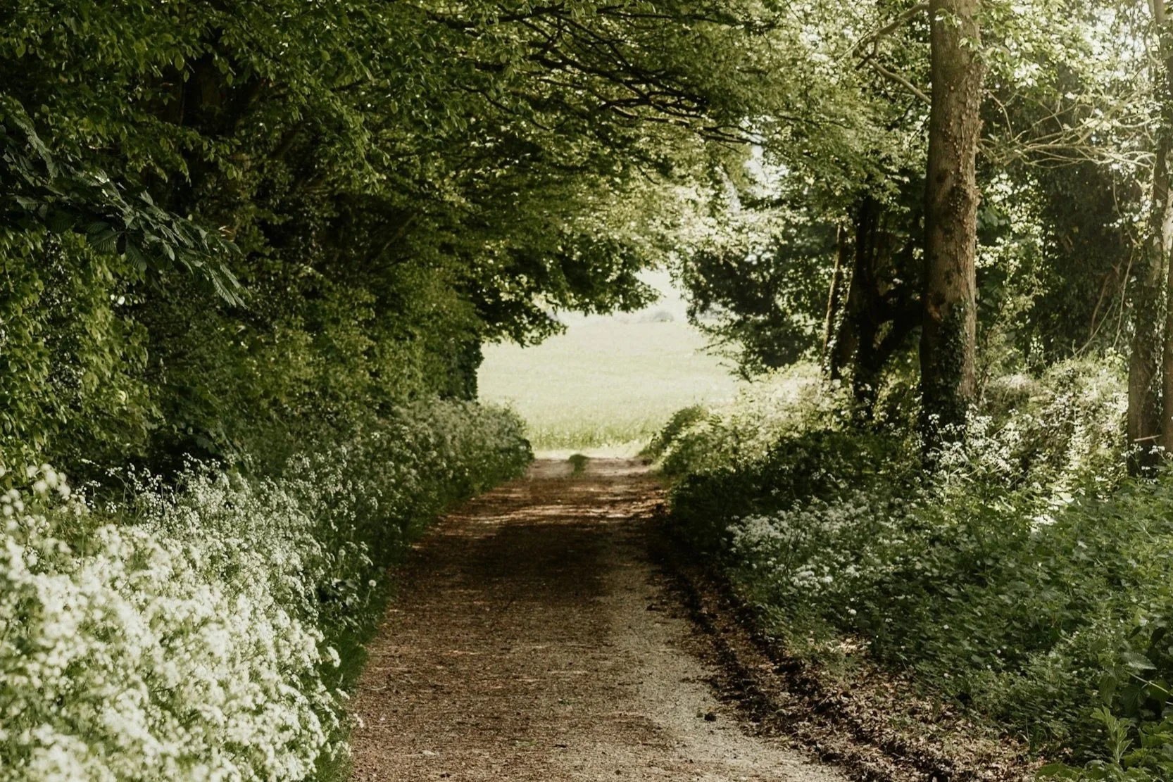 Peaceful outdoor walking path representing nervous system healing and trauma recovery in florida and alabama