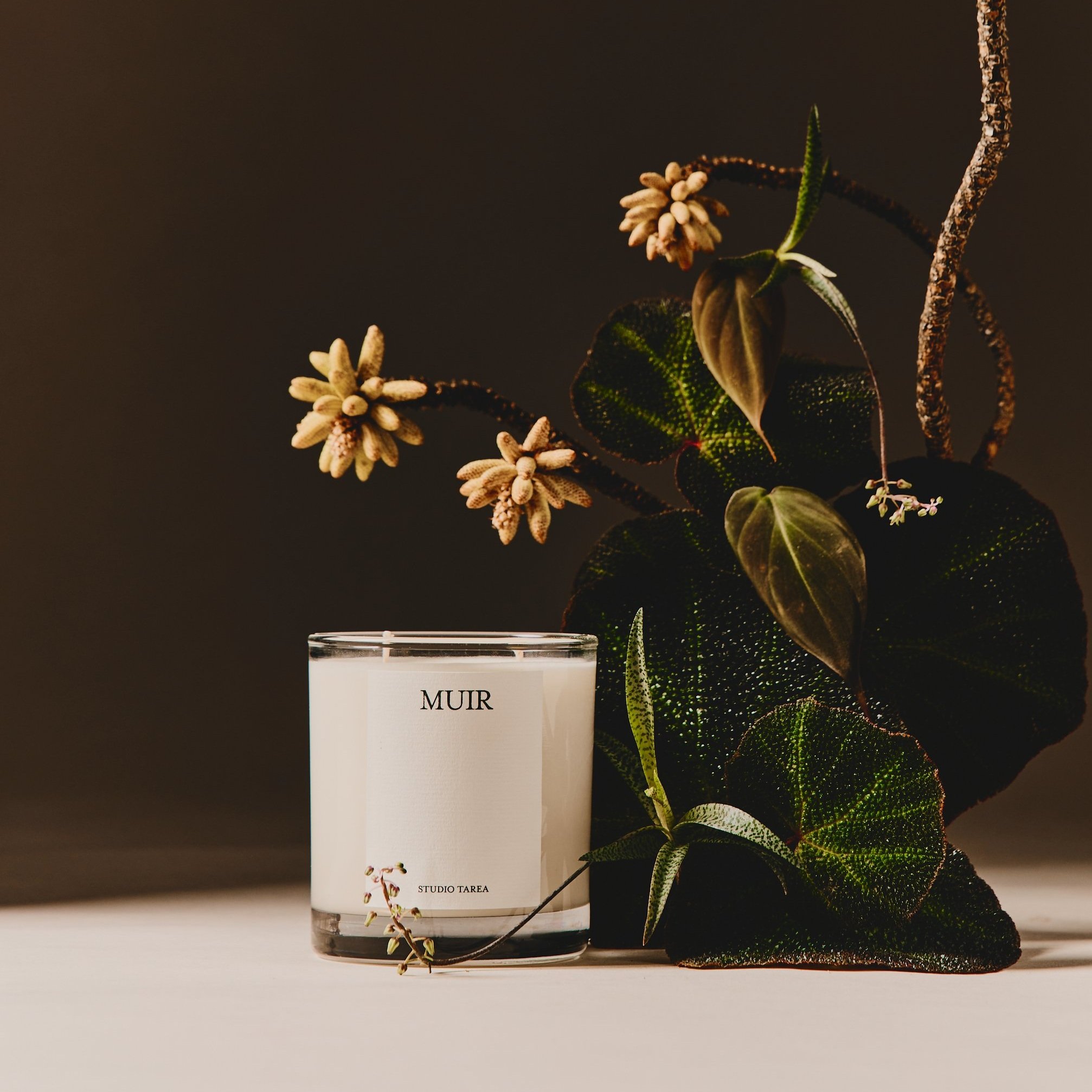 Muir—Pine Scented Candle
