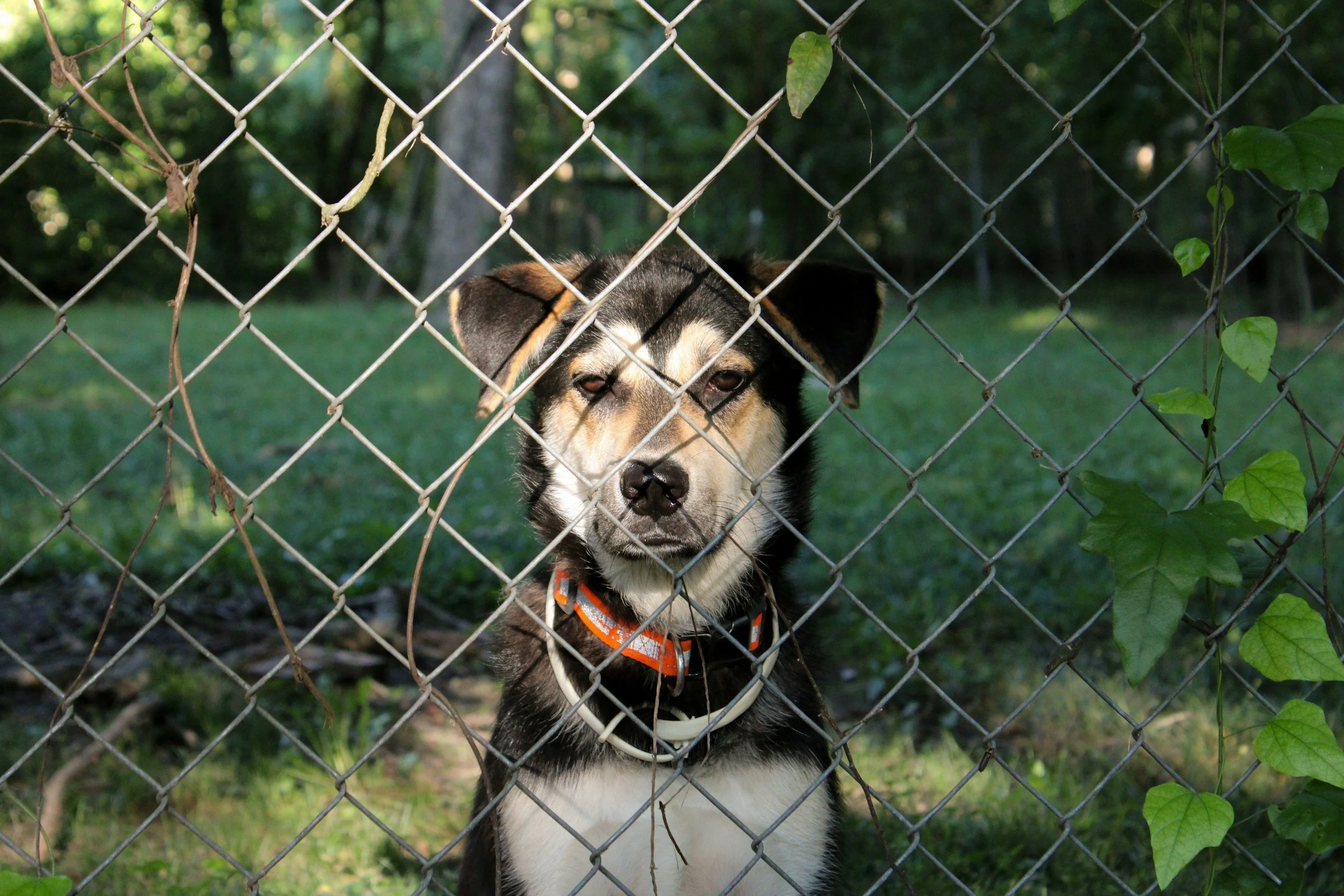 dog looking at you behind a chain link fence