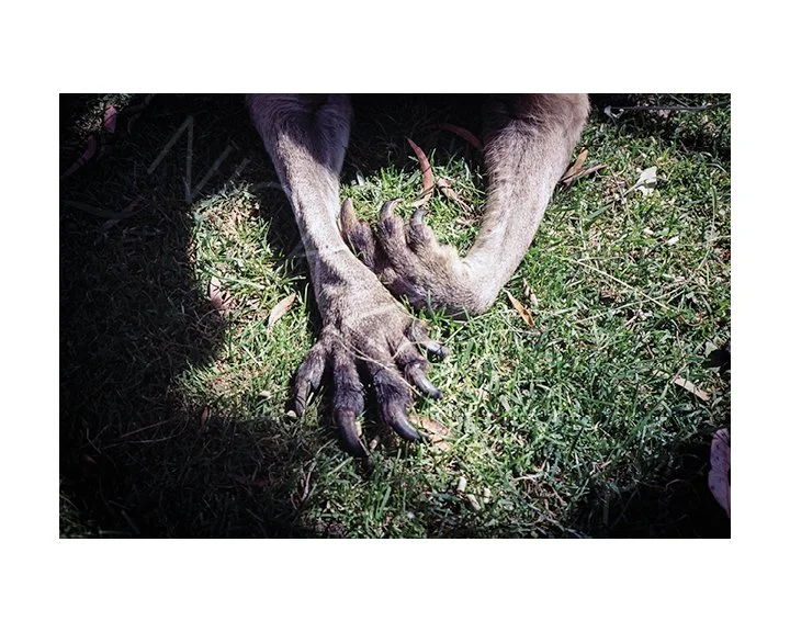 NICK_ZINNER_GROSS_GALLERY_WM_16.jpg