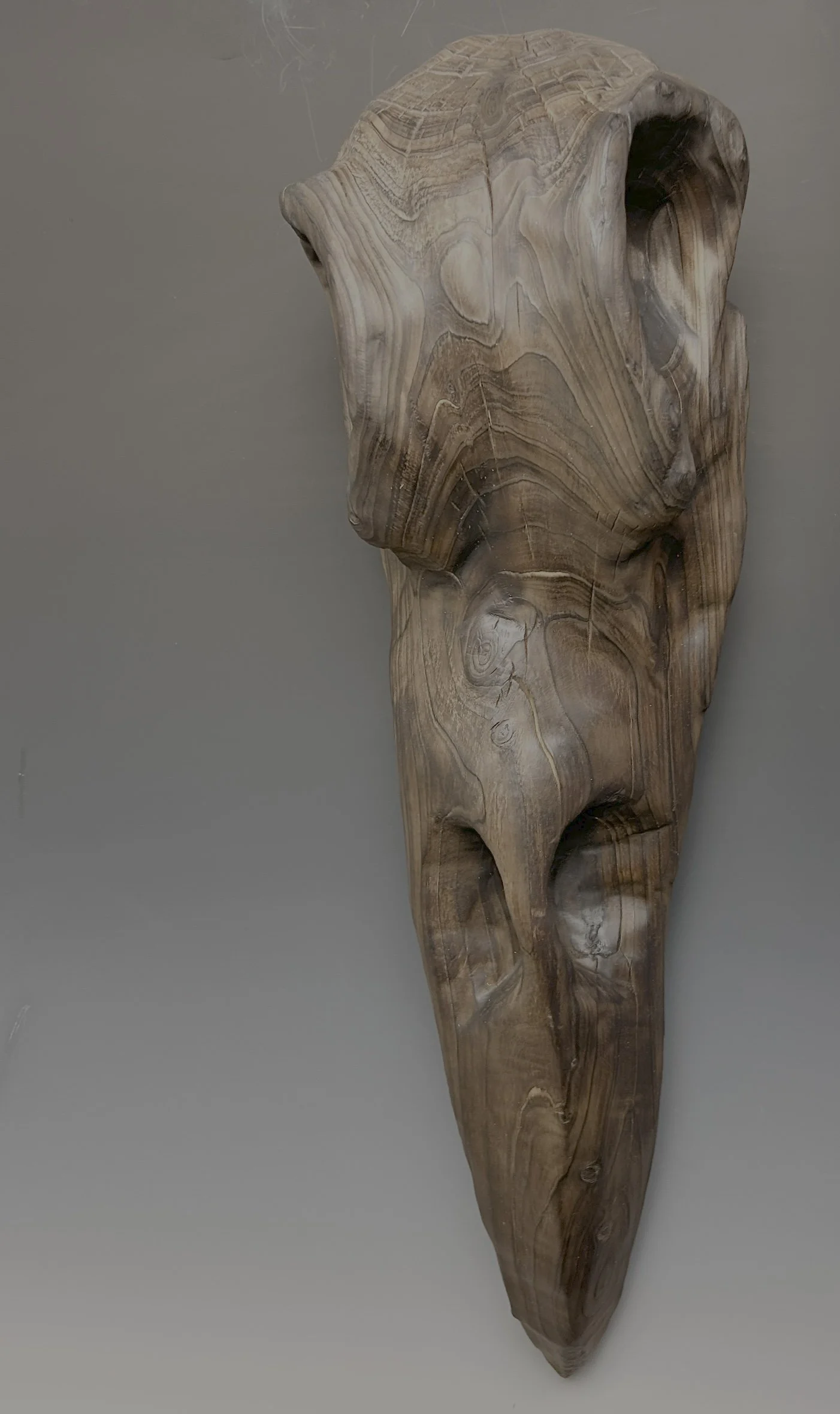 Corvus Cranium, 2024. Leyland cypress — 22 x 6 in. Private Collection