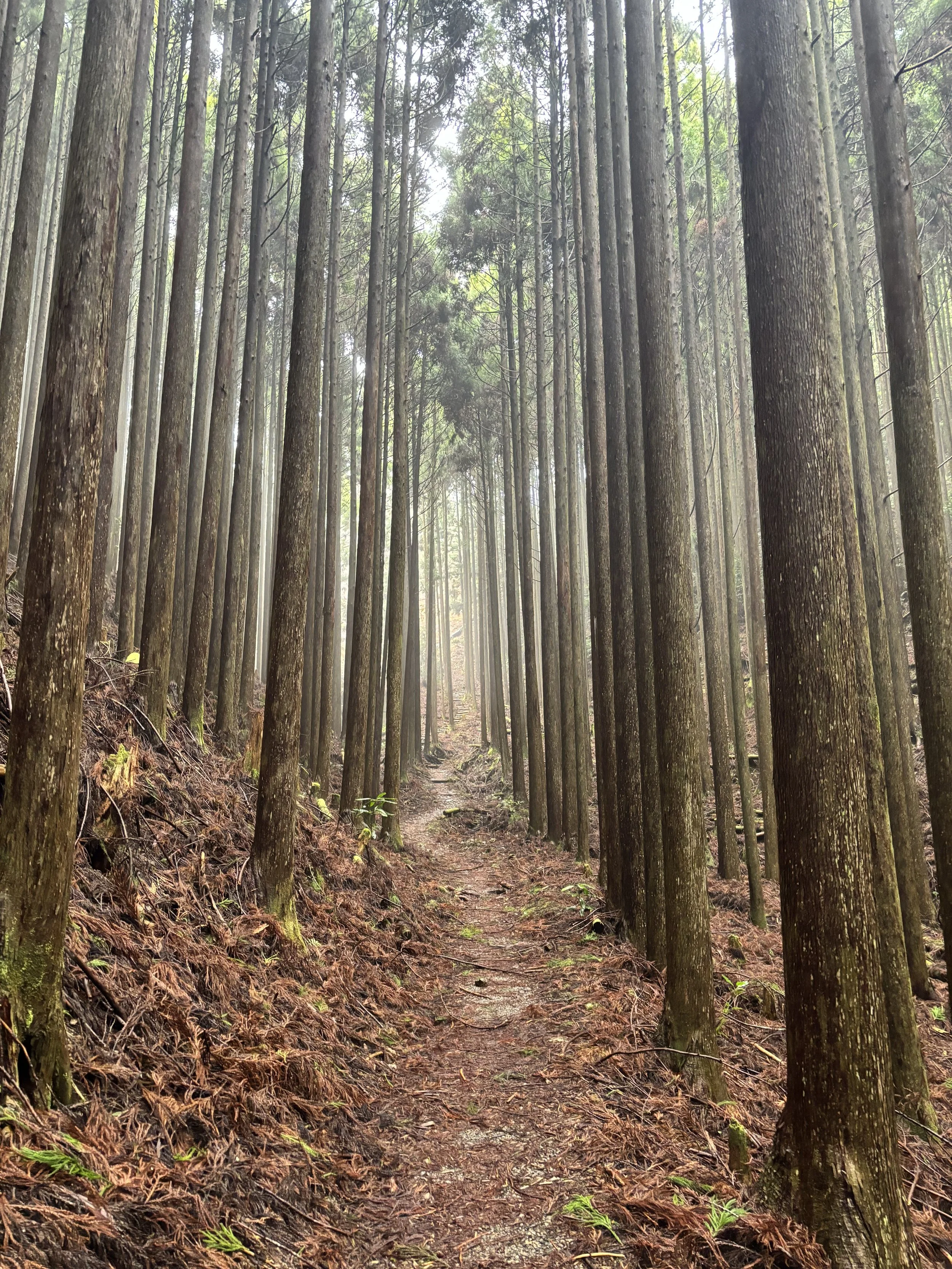 A narrow dirt trail winds through a dense forest of tall, slender trees with green foliage overhead and a misty atmosphere.