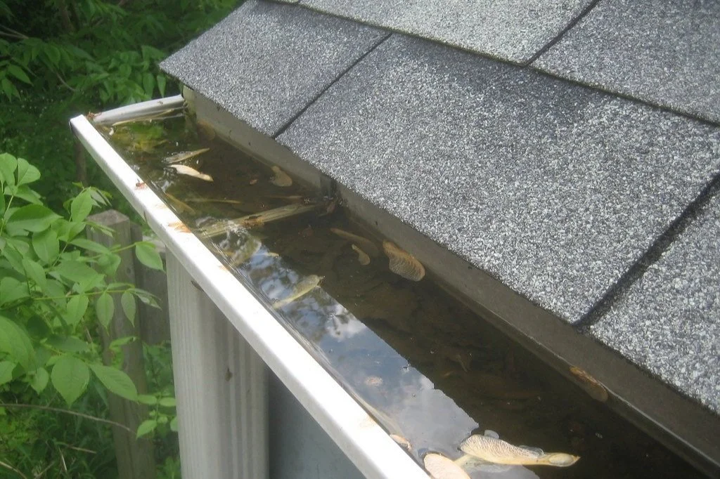 Gutter filled with stagnant water and fallen leaves on a residential house with shingles roof, surrounded by green bushes.