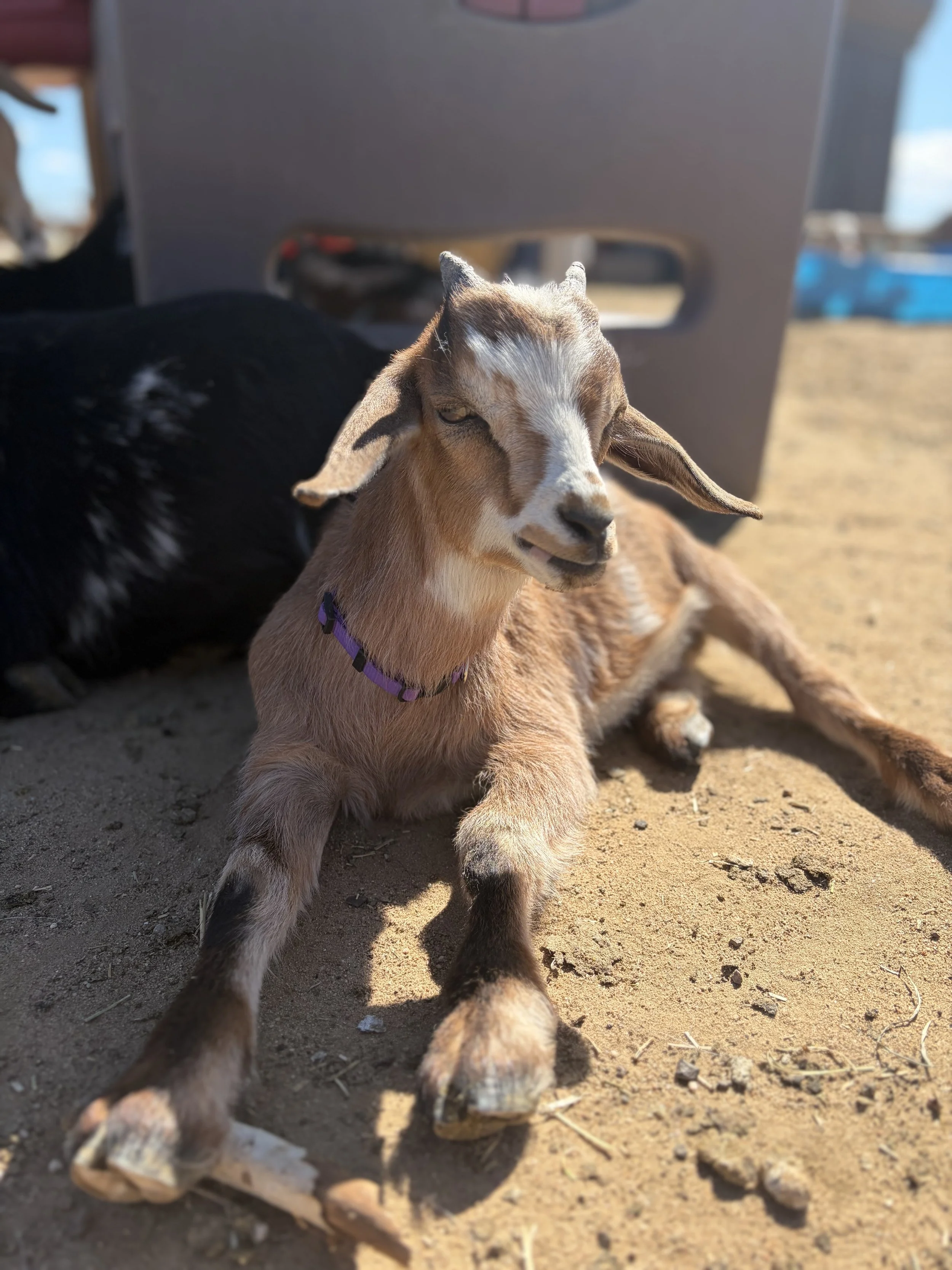 Gus