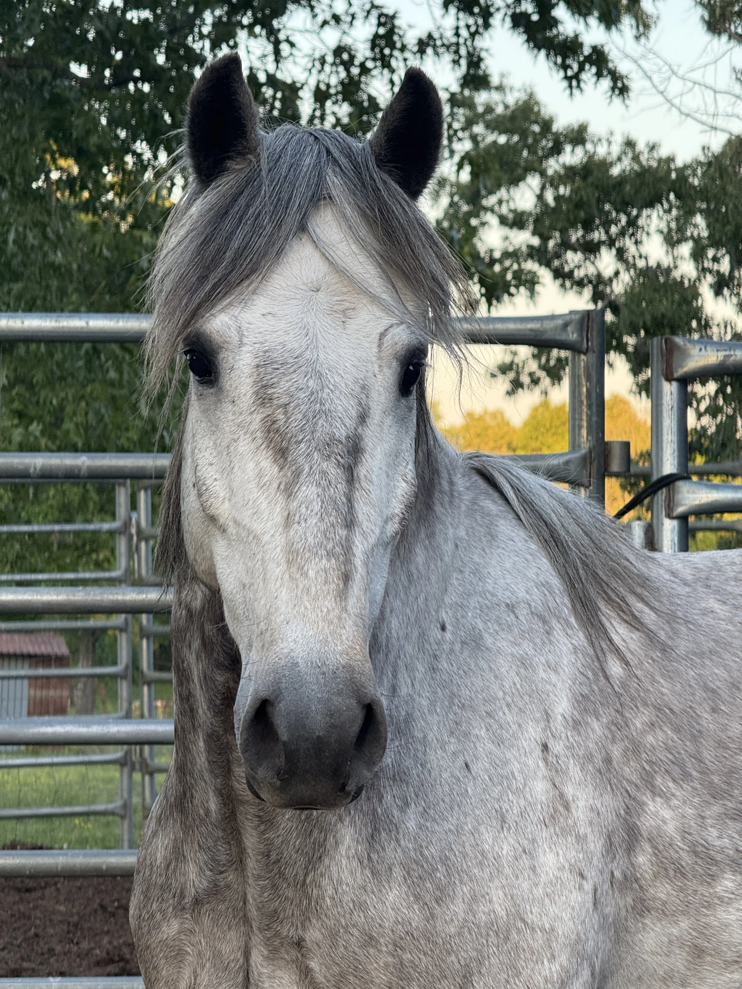 Eomer