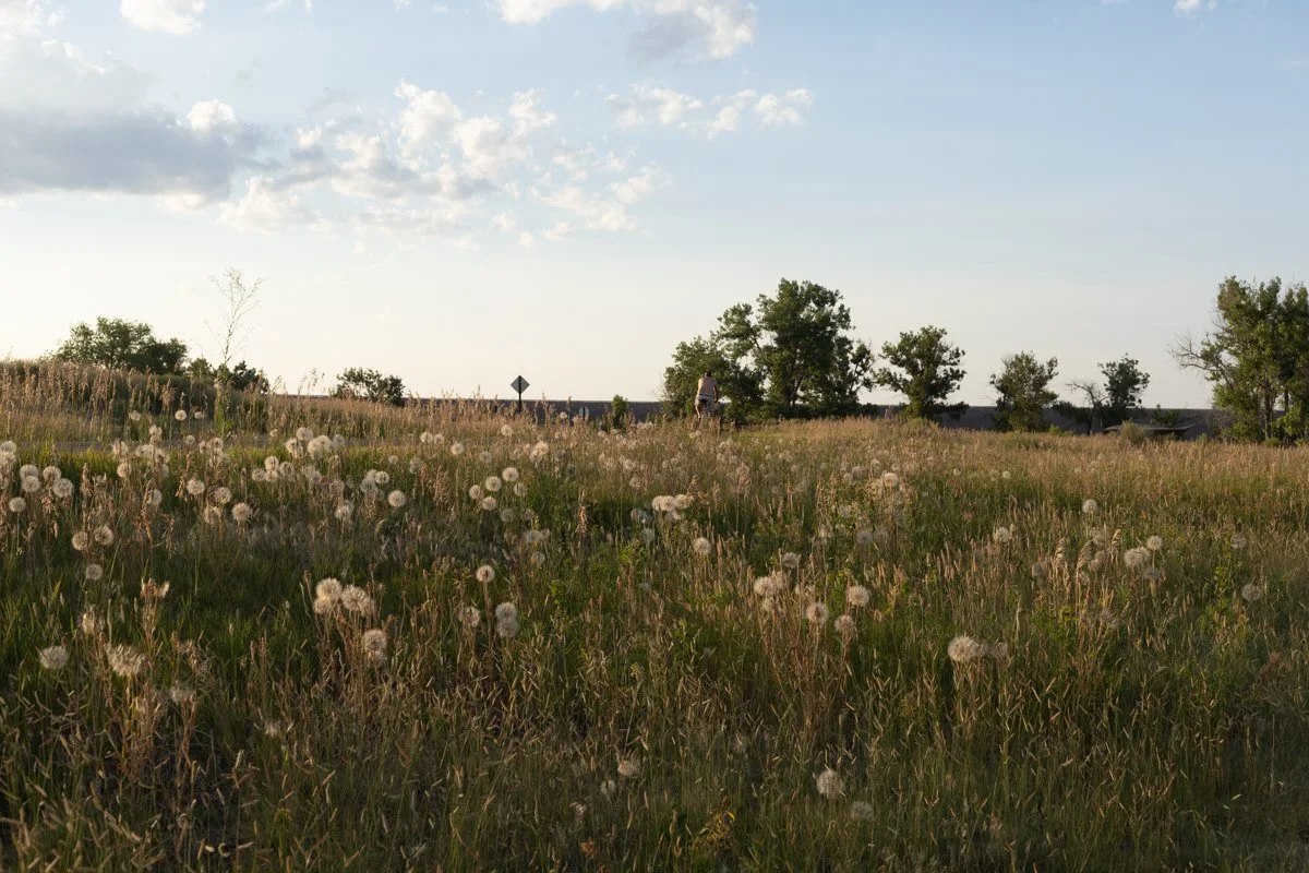 A grassy field with dandelions and wildflowers, a person walking in the distance, trees, and a partly cloudy sky.