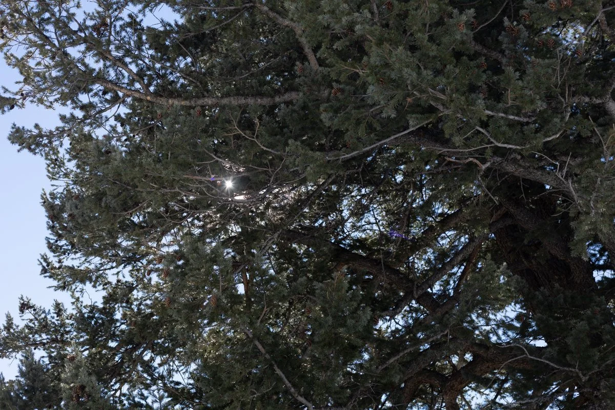 A large pine tree with sunlight peeking through the branches against a clear blue sky.