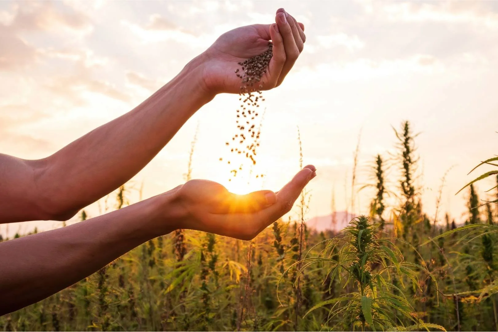 A Complete Guide to Cannabis Seeds for Home Growing