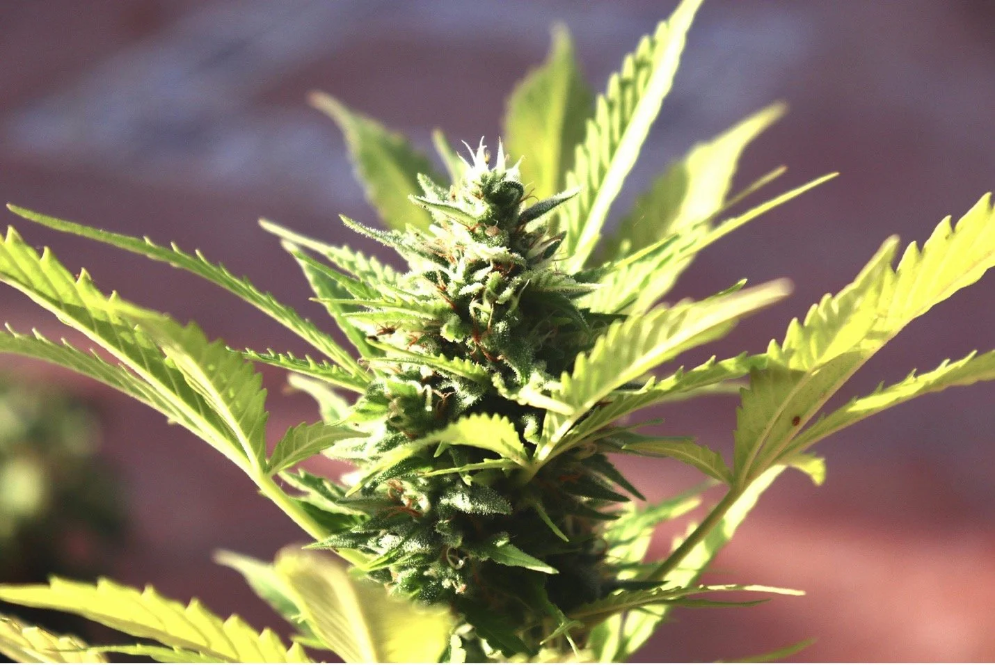 gorgeous-outdoor-cannabis-flower-in-sunlight.jpg