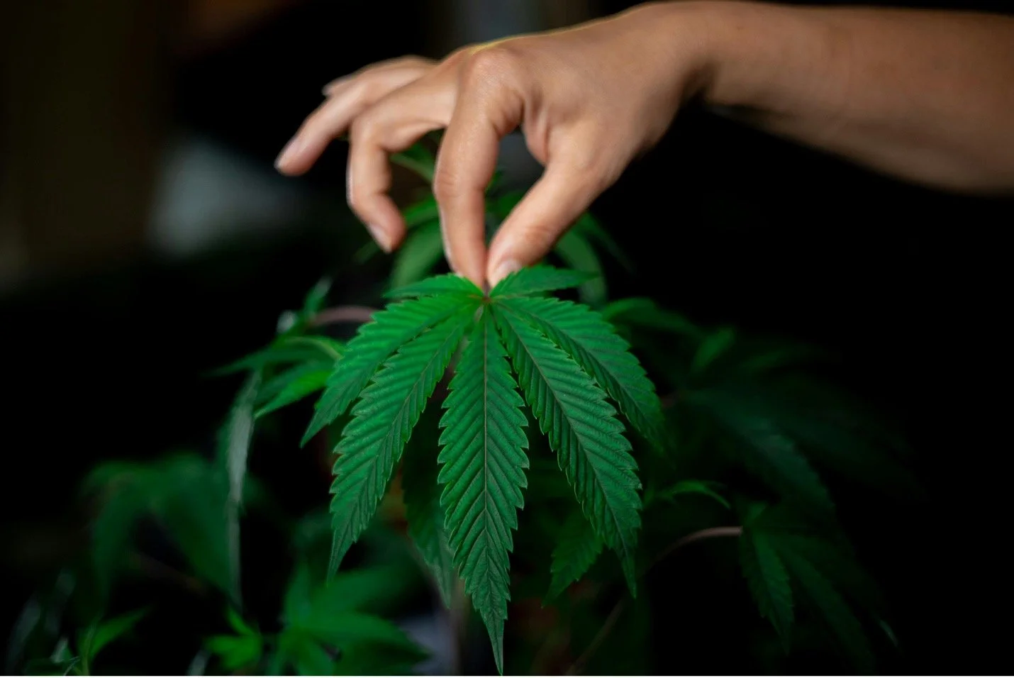 hand-holding-healthy-indoor-marijuana-plant.jpg