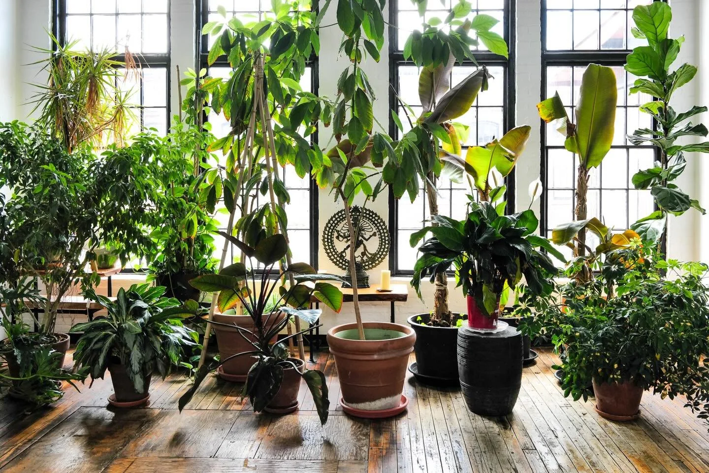 Our yoga practice teaches us how to walk hand in hand with our breath, to be attentive to our capacity from one moment to the next.

So, join us in the studio: feel the hardwood beneath your feet, the heat on your skin, your breath moving in and out 