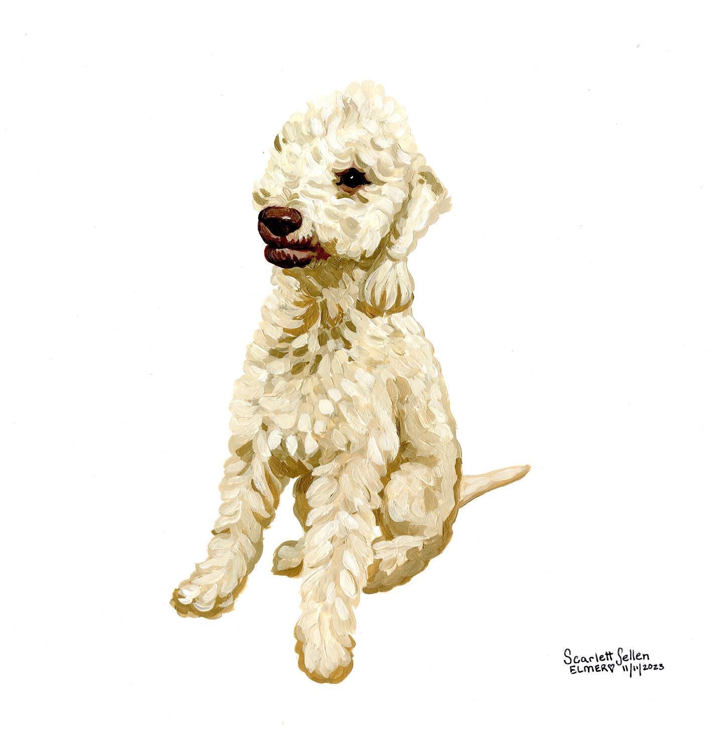 Elmer!🐑
-
-
-
#elmo #bedlingtonterrier #terrier #sheep