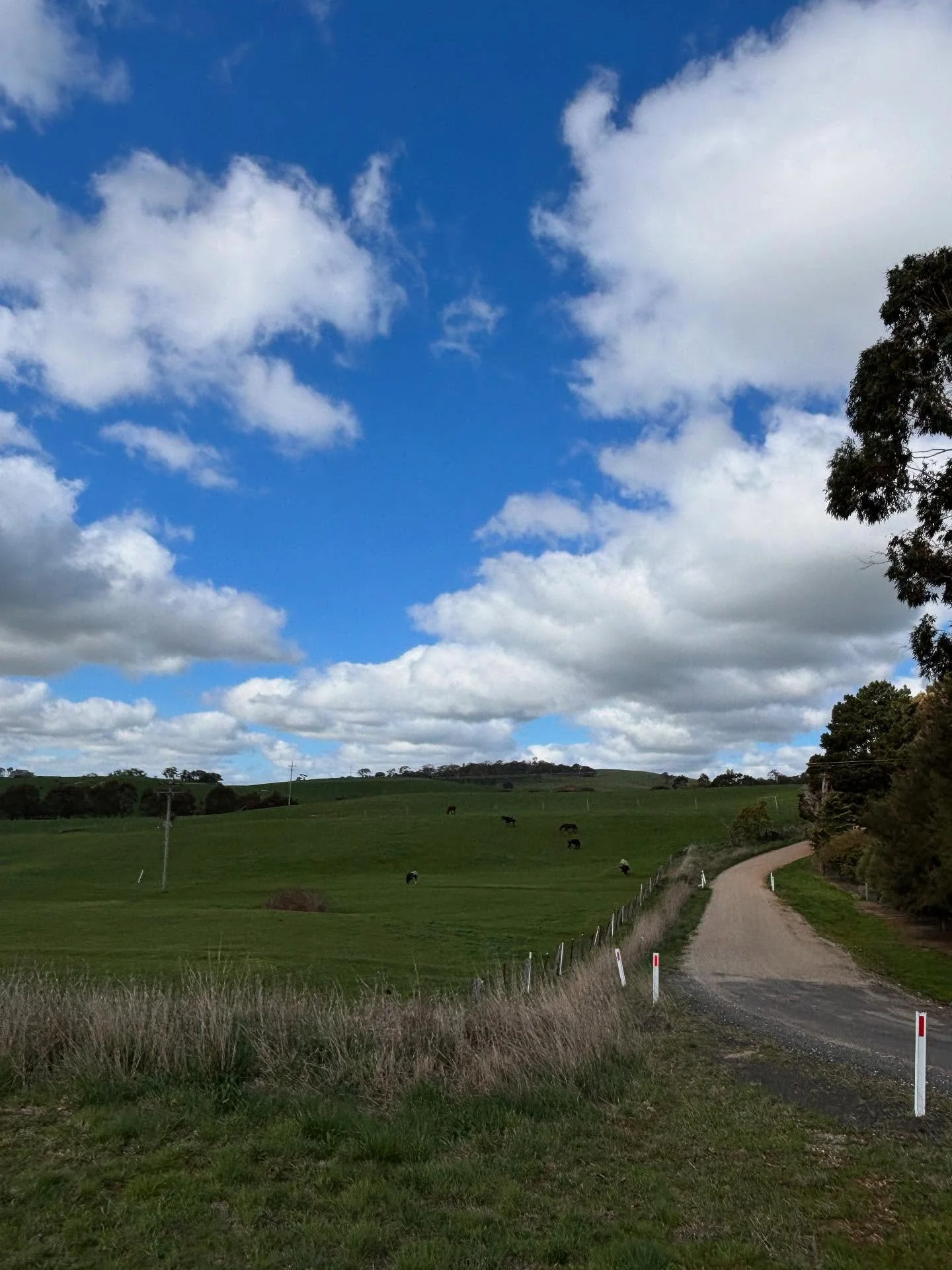 Is anyone else obsessed with the luminescence on Wiradjuri country? It was part of my inspiration for &lsquo;The Bait Trap.&rsquo; I returned there today. I&rsquo;m sure if Van Gogh was alive today, he&rsquo;d want to capture it. 
#luminesence #wirad