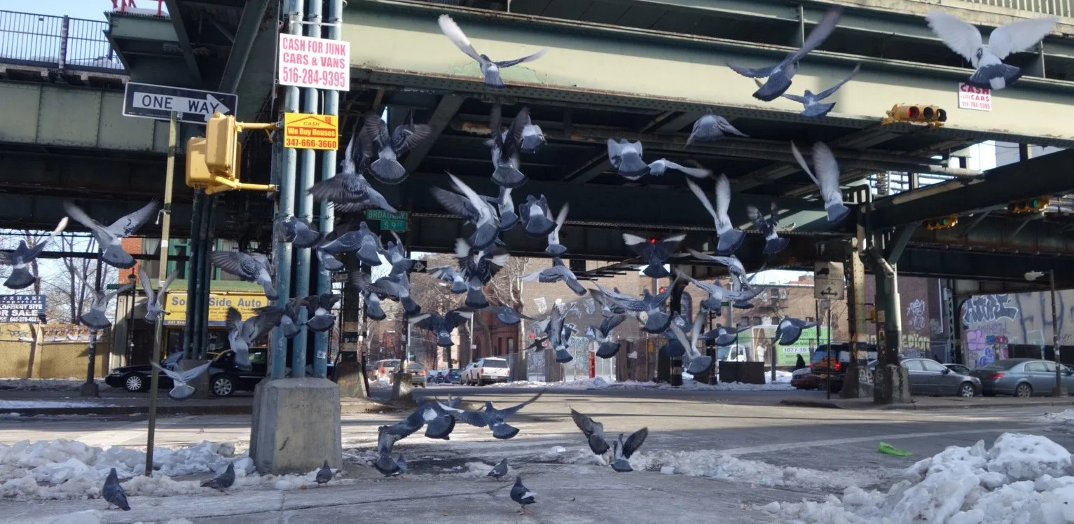 pigeons.jpg