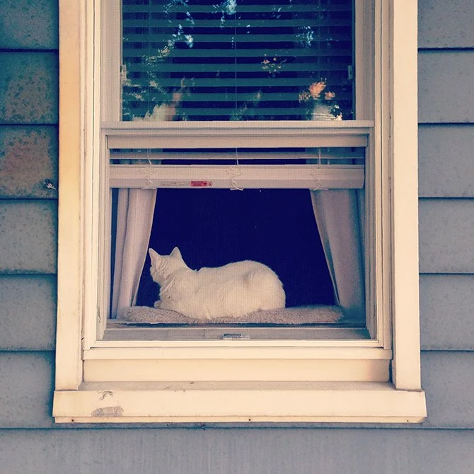 kittyhouse.jpg