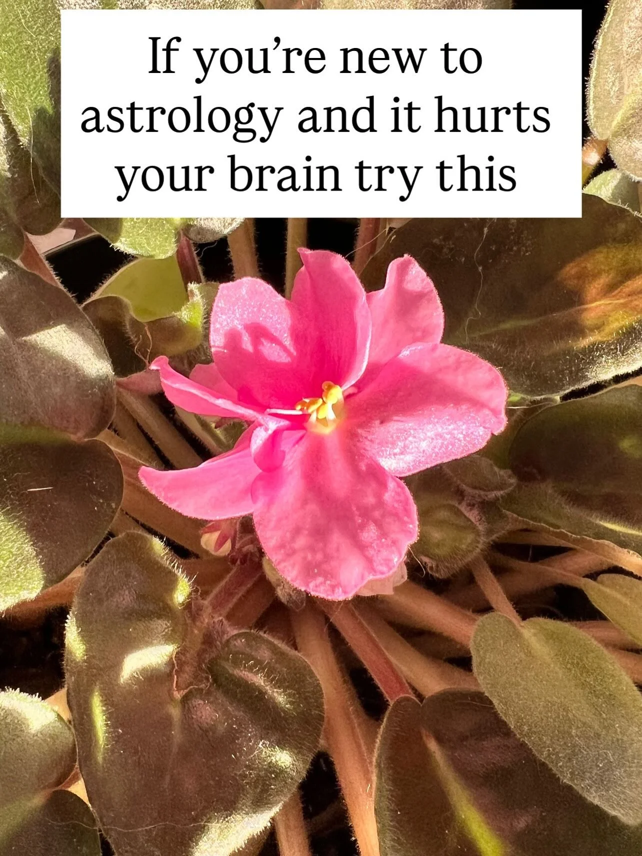 Astrology is complicated. Sometimes its nice to take things back to basics, here it all is at its most stripped back basic level! 

Book in for a reading if you would like to learn more about your chart!

Sarah &hearts;︎