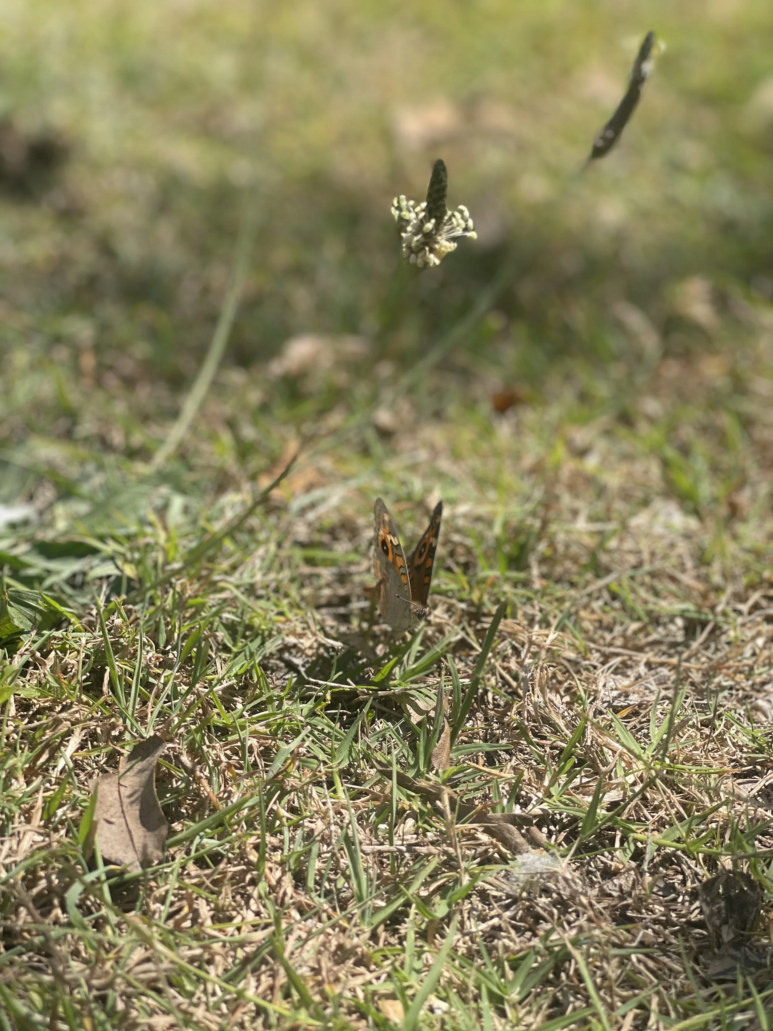 IMG_3238.jpeg