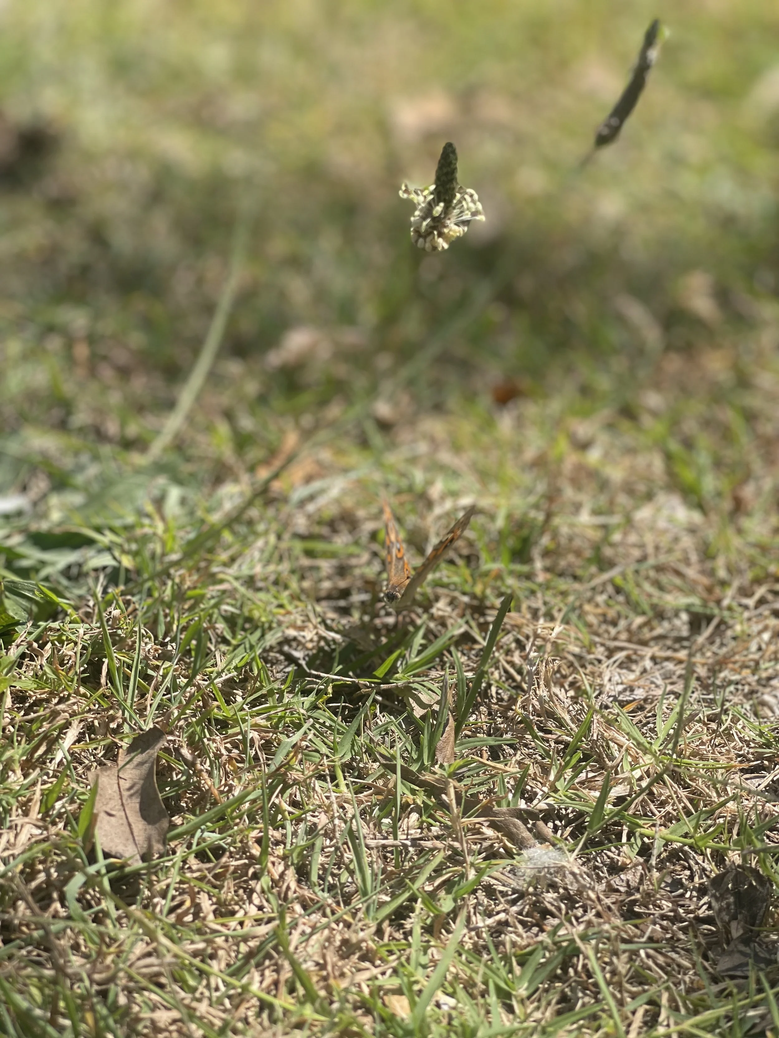 IMG_3241.jpeg