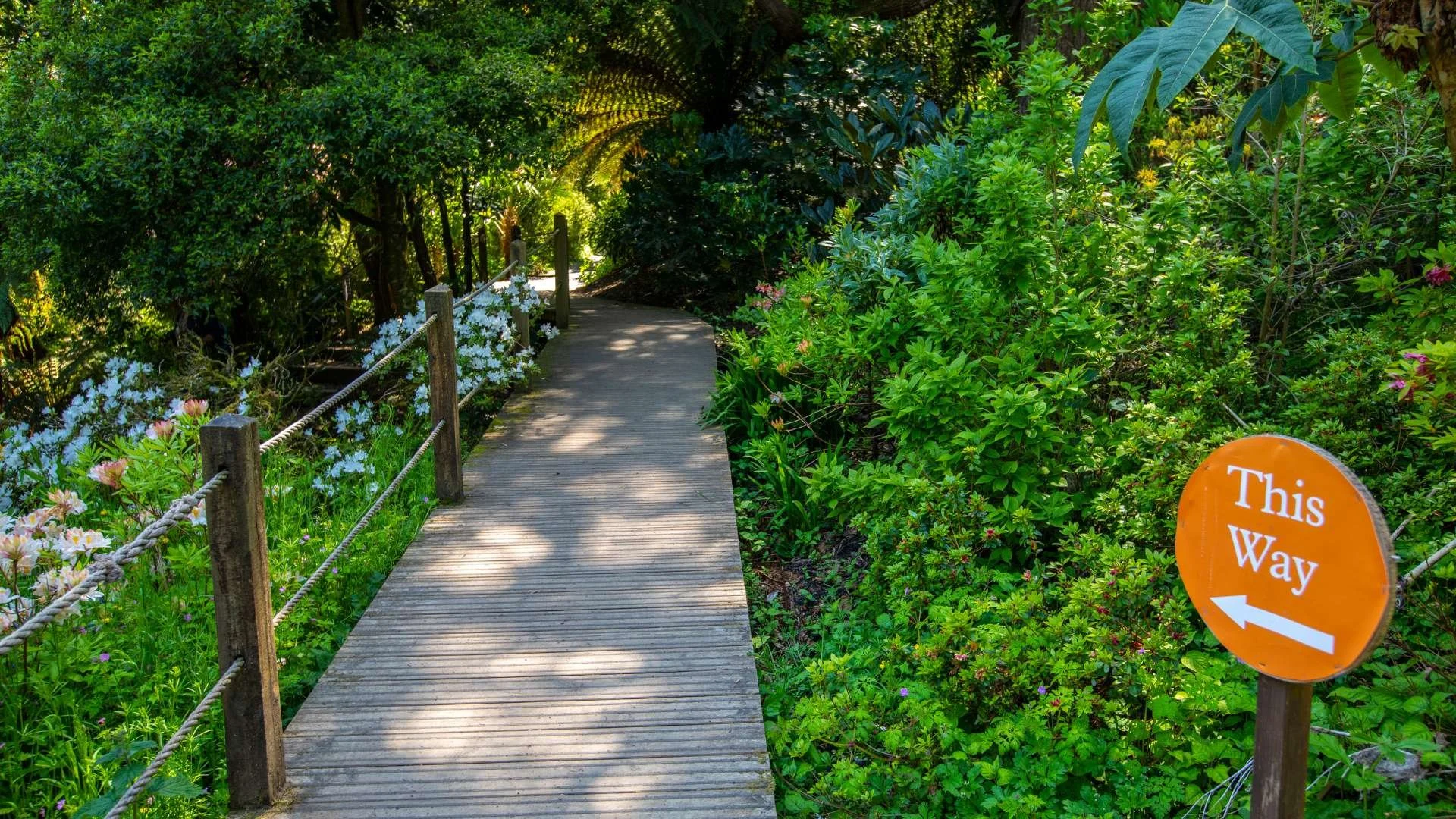 Lost Gardens of Heligan: "Lush greenery and pathways in the Lost Gardens of Heligan, a renowned botanical garden."