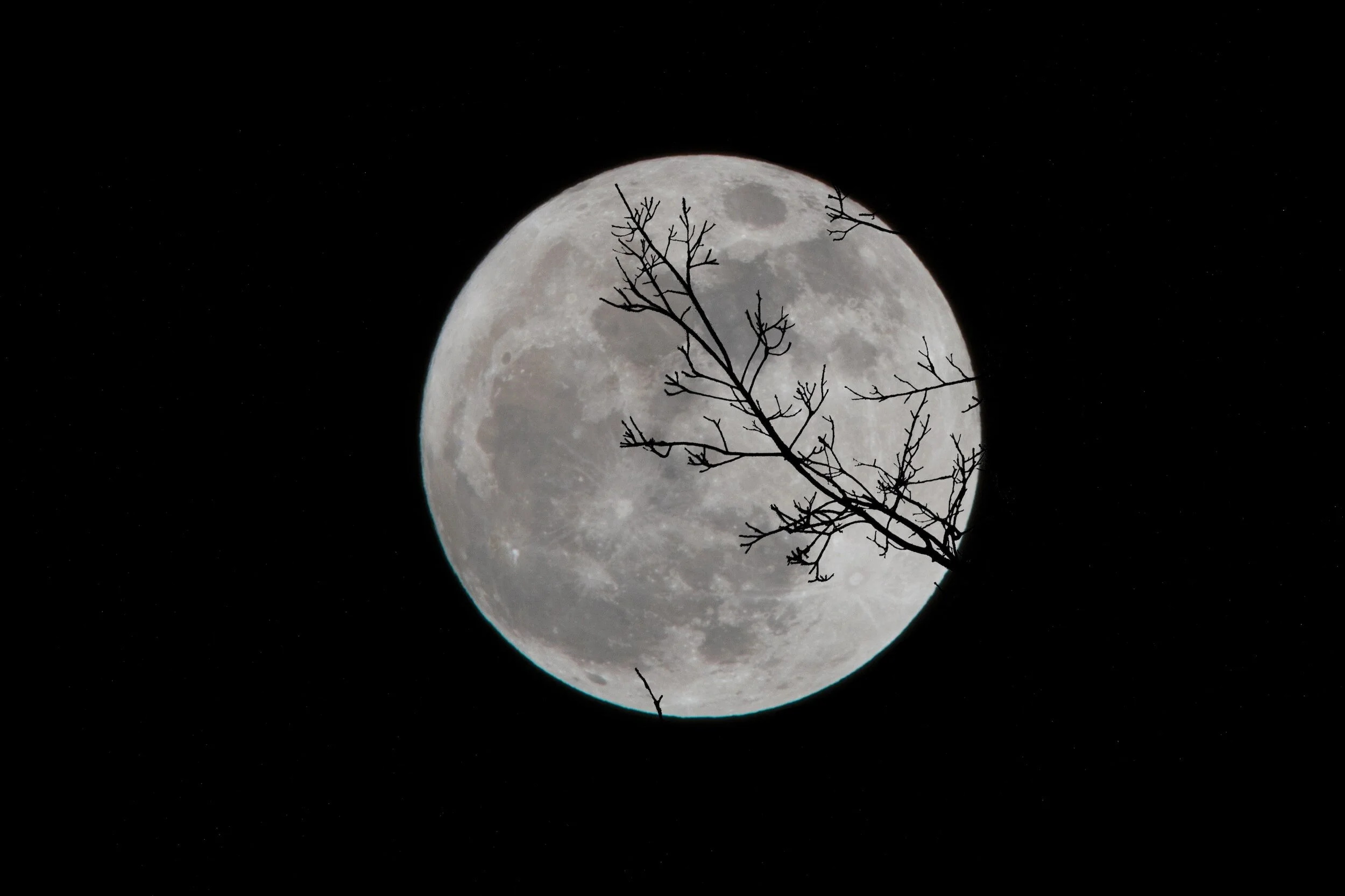 Full moon in the dark night sky with tree branches silhouetted in the foreground.