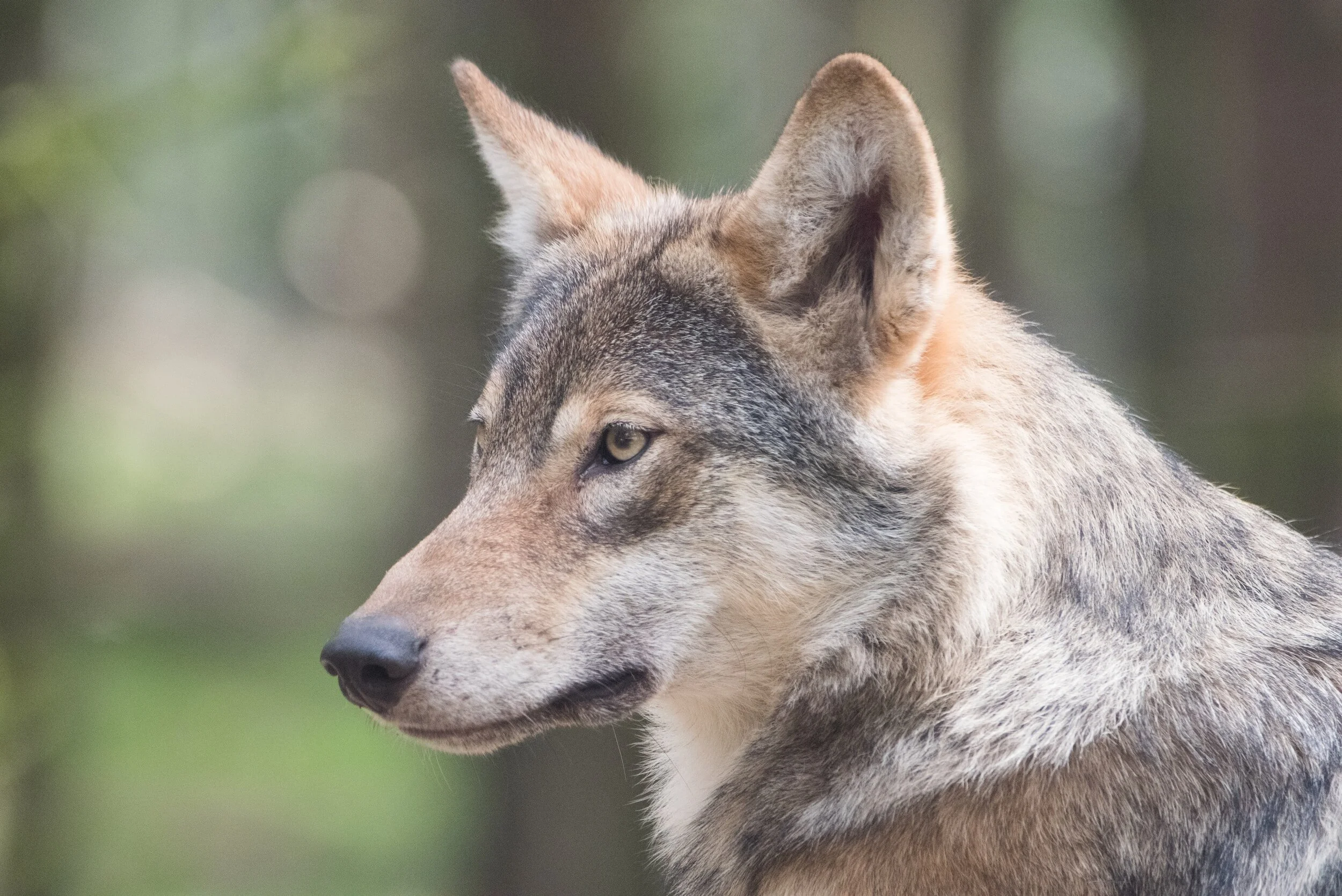 Close-up of a gray wolf's head and upper body, showing detailed fur and pointed ears, with a blurred green forest background.