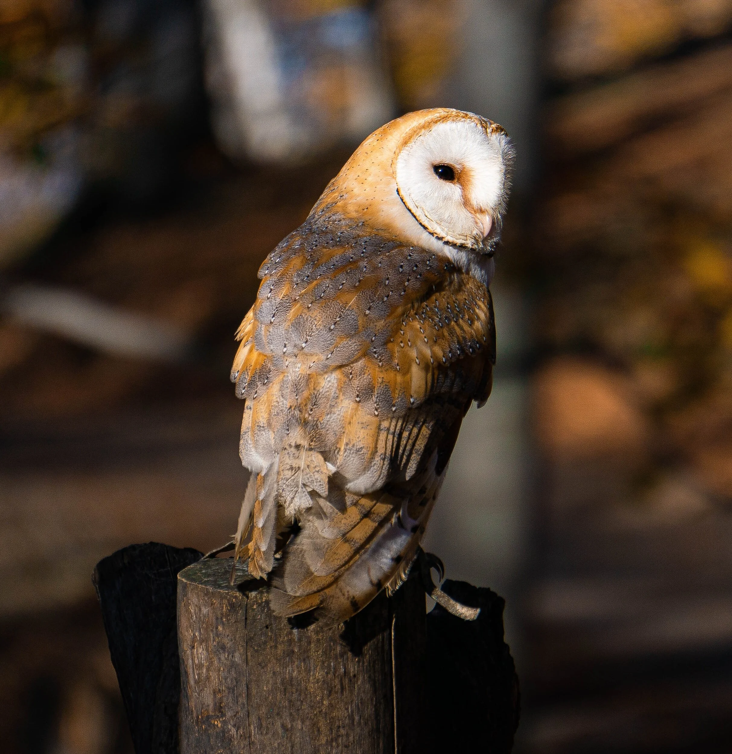 A barn owl perched on a wooden stump, facing to the right, with a blurred background.