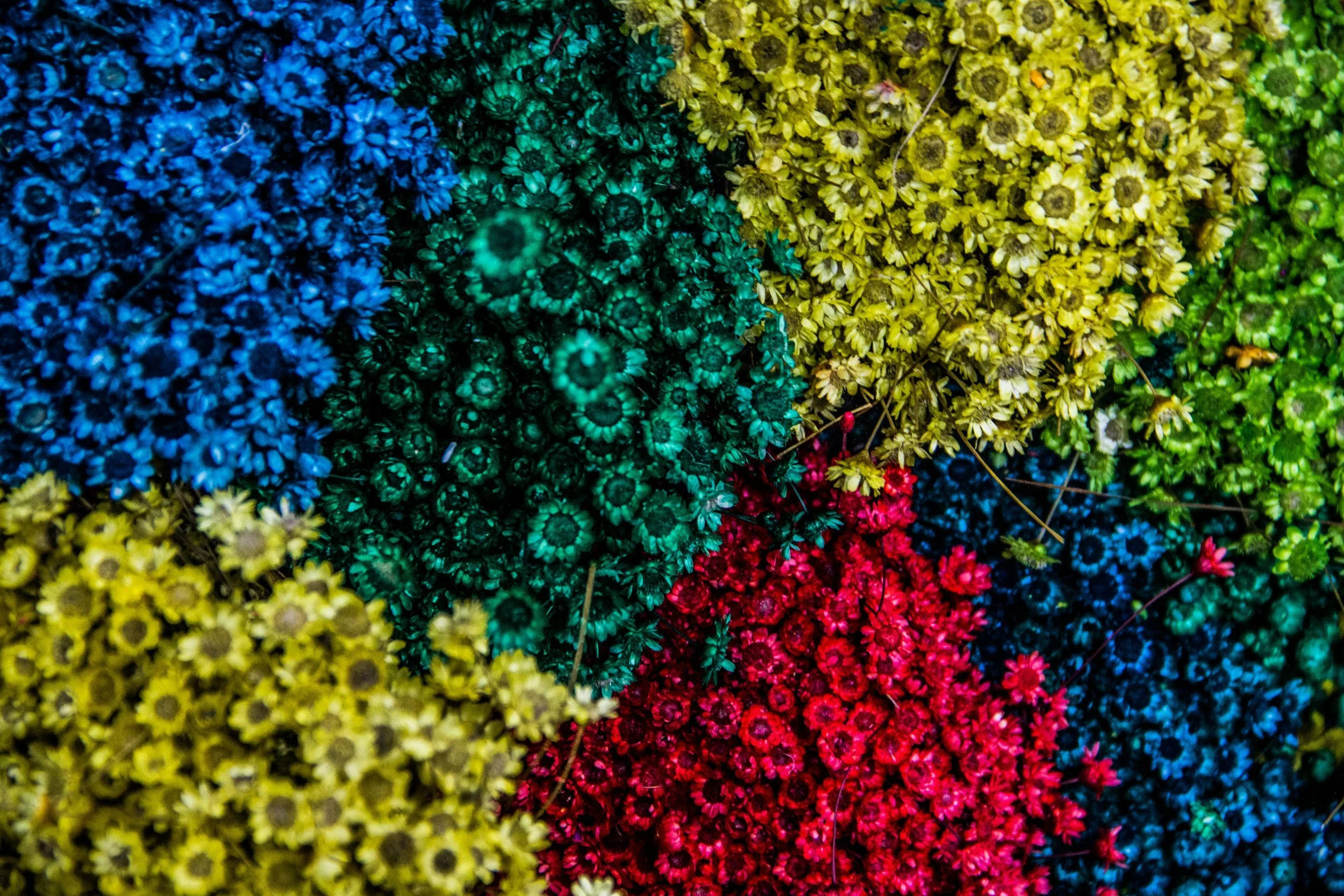 Colorful clusters of small flowers in blue, green, yellow, and red.