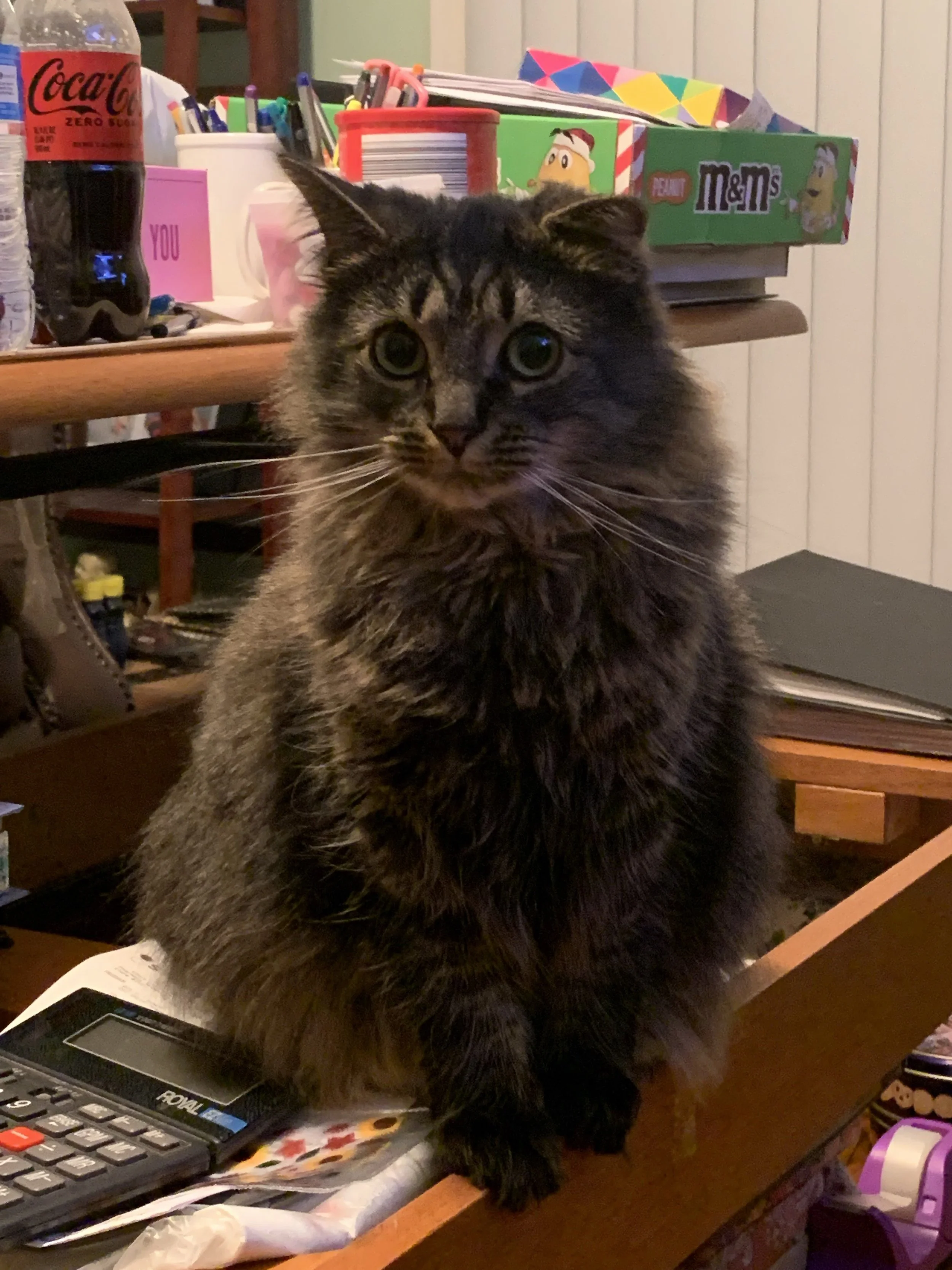 A fluffy tabby cat sitting on a cluttered wooden desk with a calculator, papers, and various office supplies, surrounded by books and colorful boxes and bottles in the background.