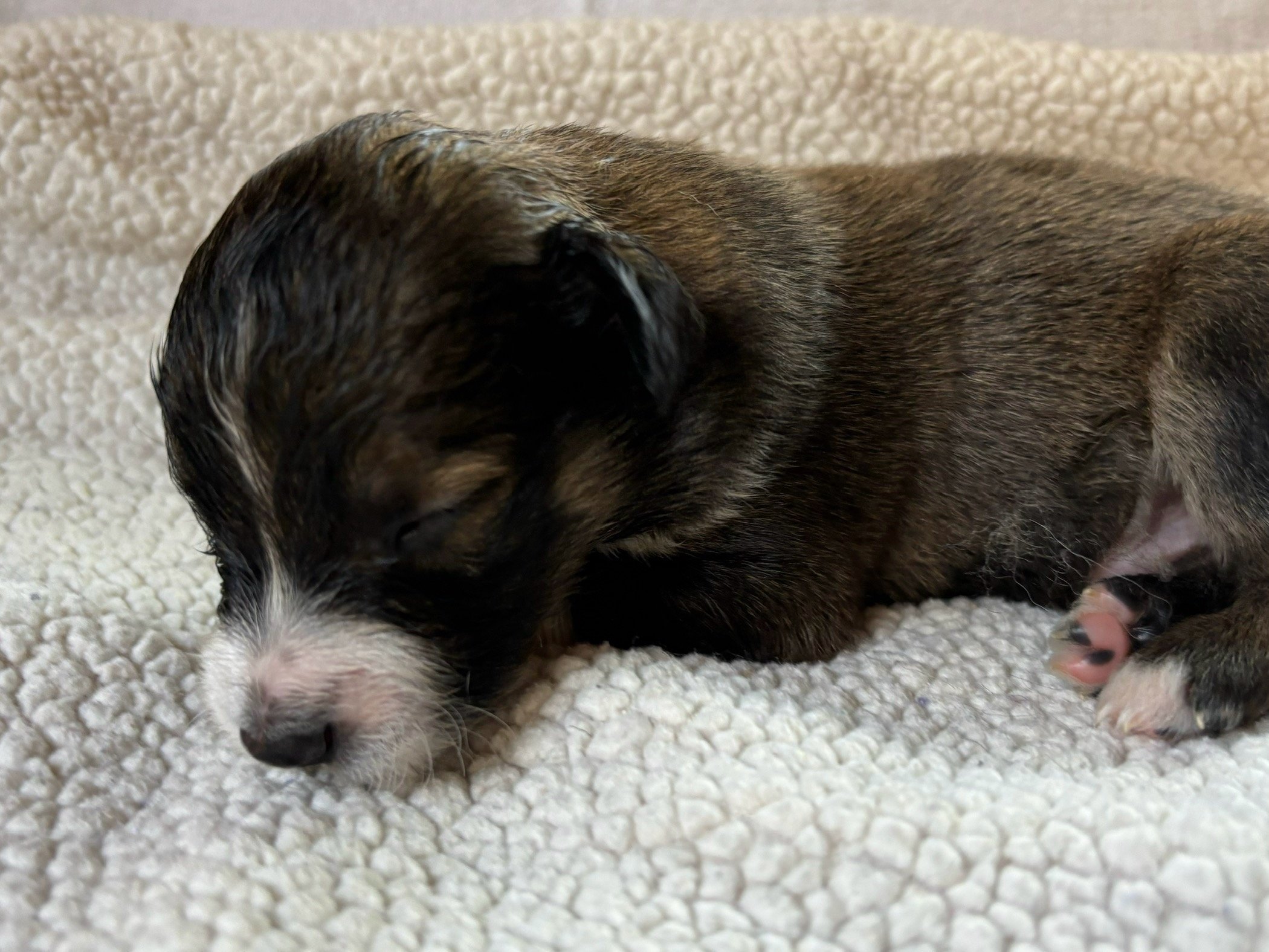 Midnight is the twelfth born of the litter. He is sweet, loving, and has the most beautiful dark sable coat.