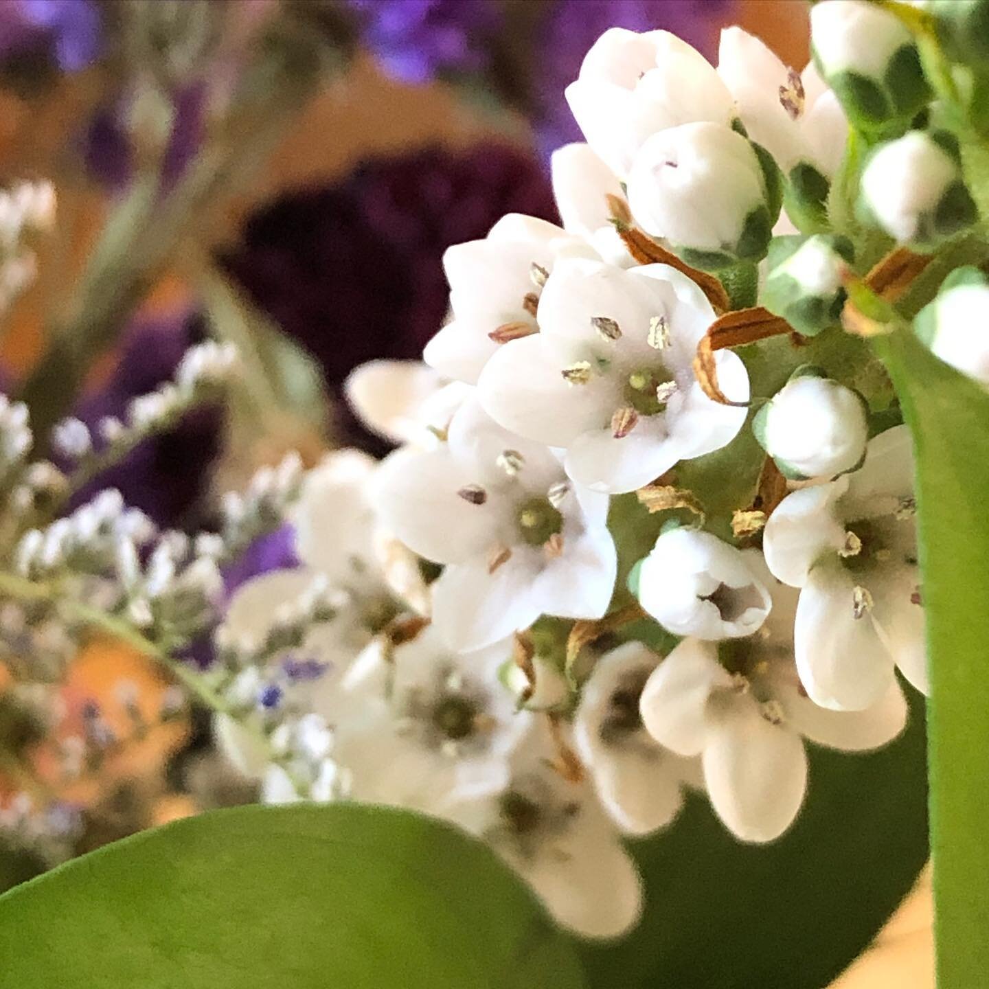 My February tradition of growing flowers inside to remind me to breathe and embrace Winter. Do you have any traditions? 
🌸❄️💞💙
#ikebana #ikebanaflowers #mainewinter #natureimmersion #outdoorsindoors #bluefernforestbathing