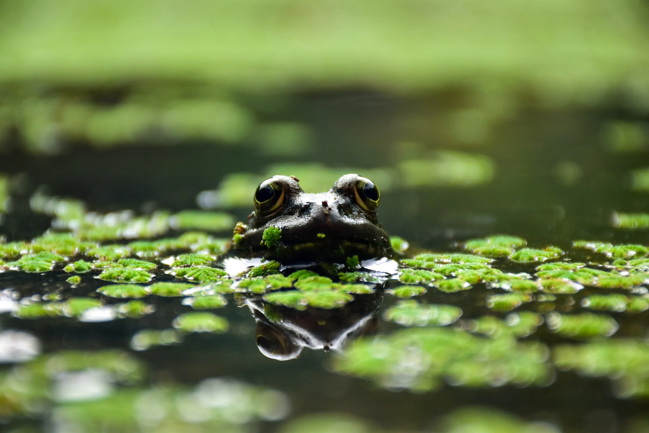 Frog Songs and Vernal Pools: Guided Forest Bathing with York Land Trust