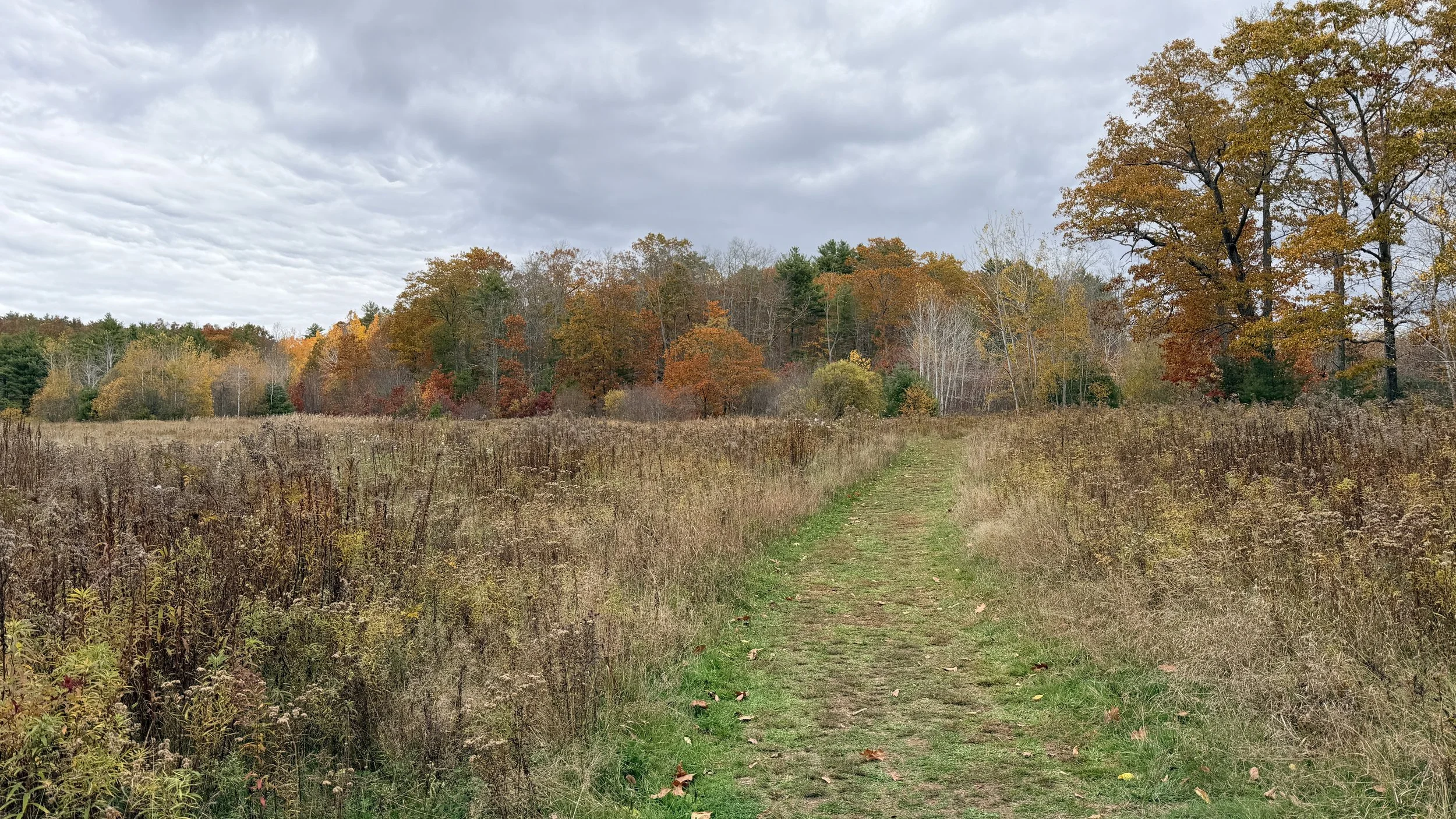 Autumn Pathways: Shinrin Yoku - Forest Bathing Session at York Land Trust 