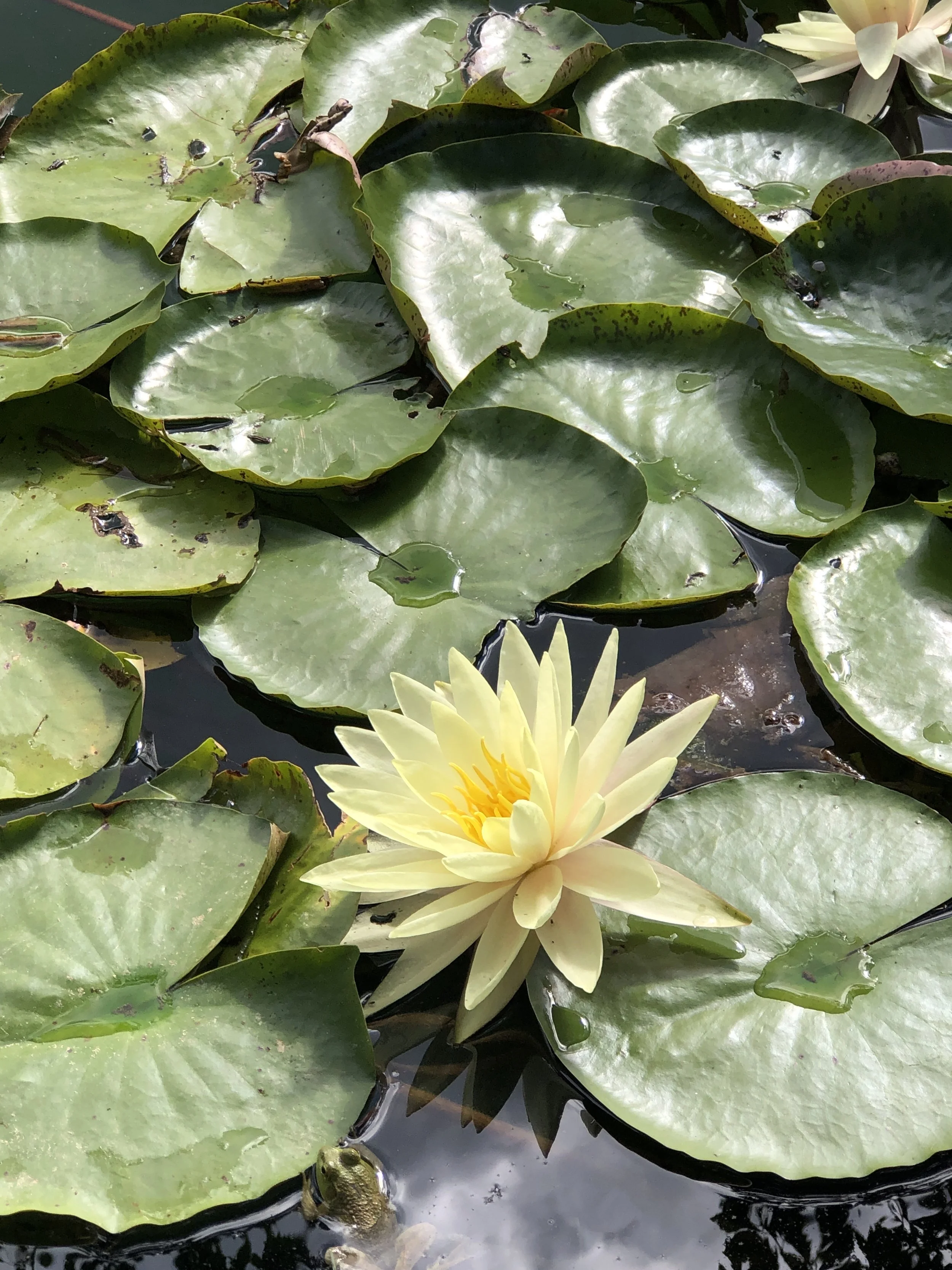 The Art of Beginning: Forest Bathing at Bedrock Gardens, Lee NH 