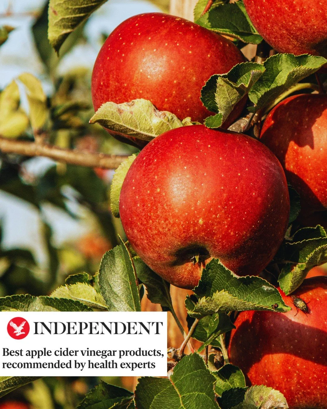 Have you tried adding Apple Cider Vinegar to your routine? 🍎✨

It&rsquo;s one of the simplest wellness habits to add into your routine, known to support digestion and gut health, help balance blood sugar levels and reduce bloating.

Thanks @the.inde