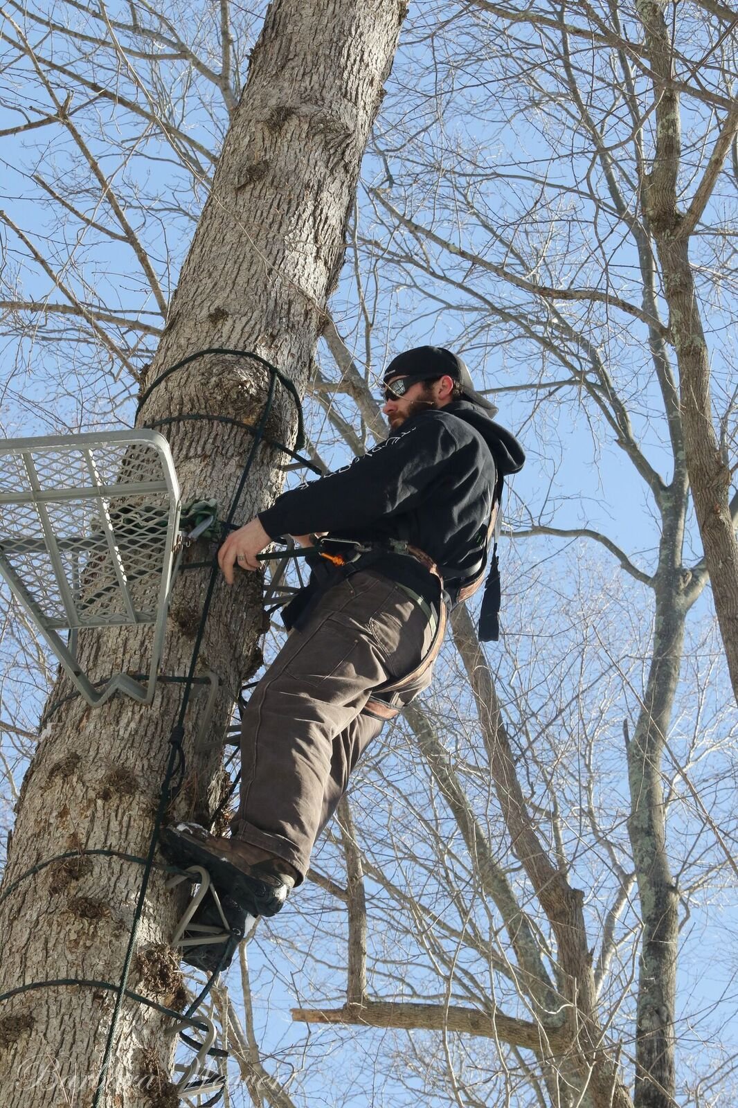 Safely setting a tree stand with the Wild Edge Inc. 30 ft. Safety Line and Connector