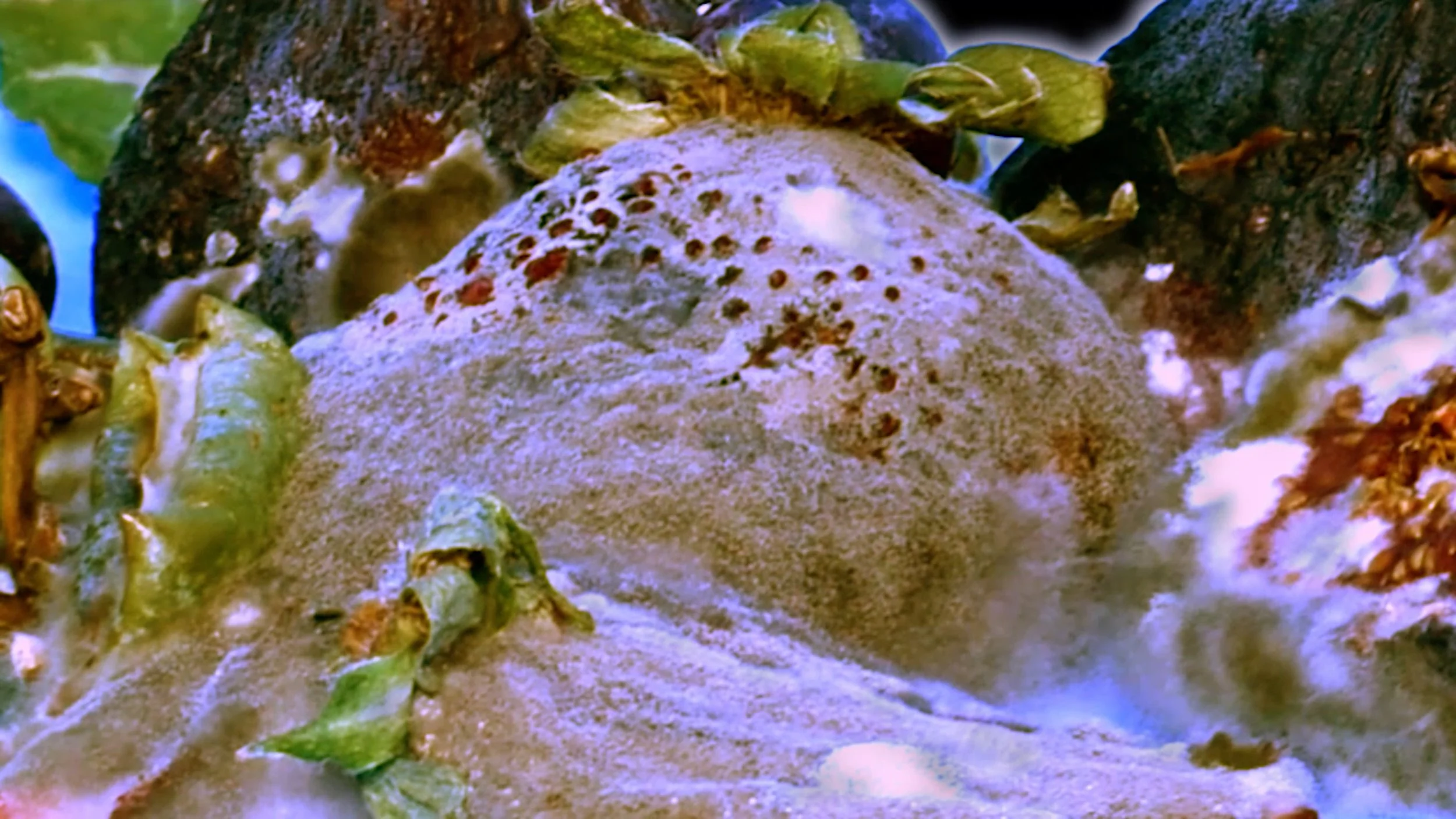 breathing and rotting