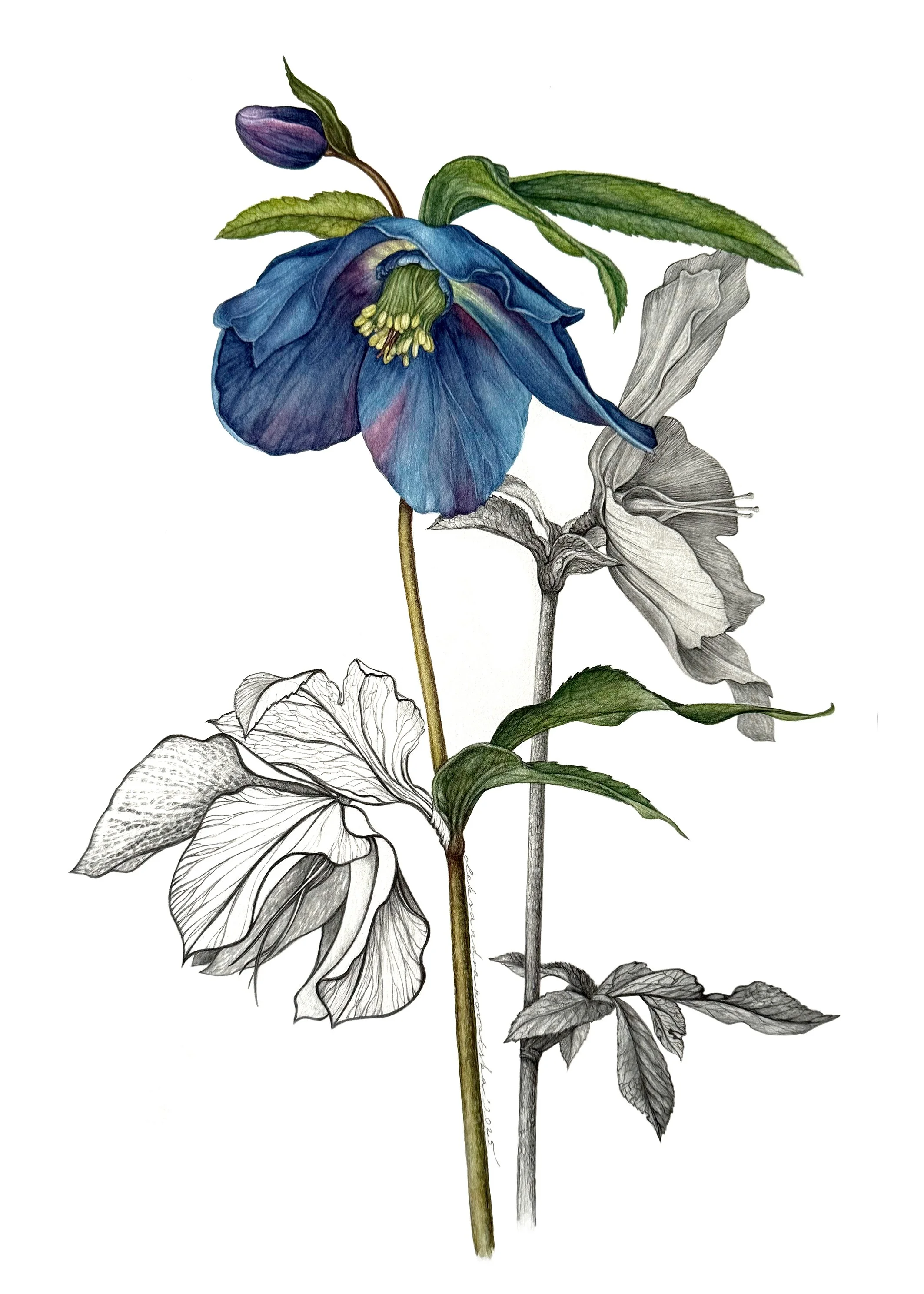 Hellebore_small.jpg