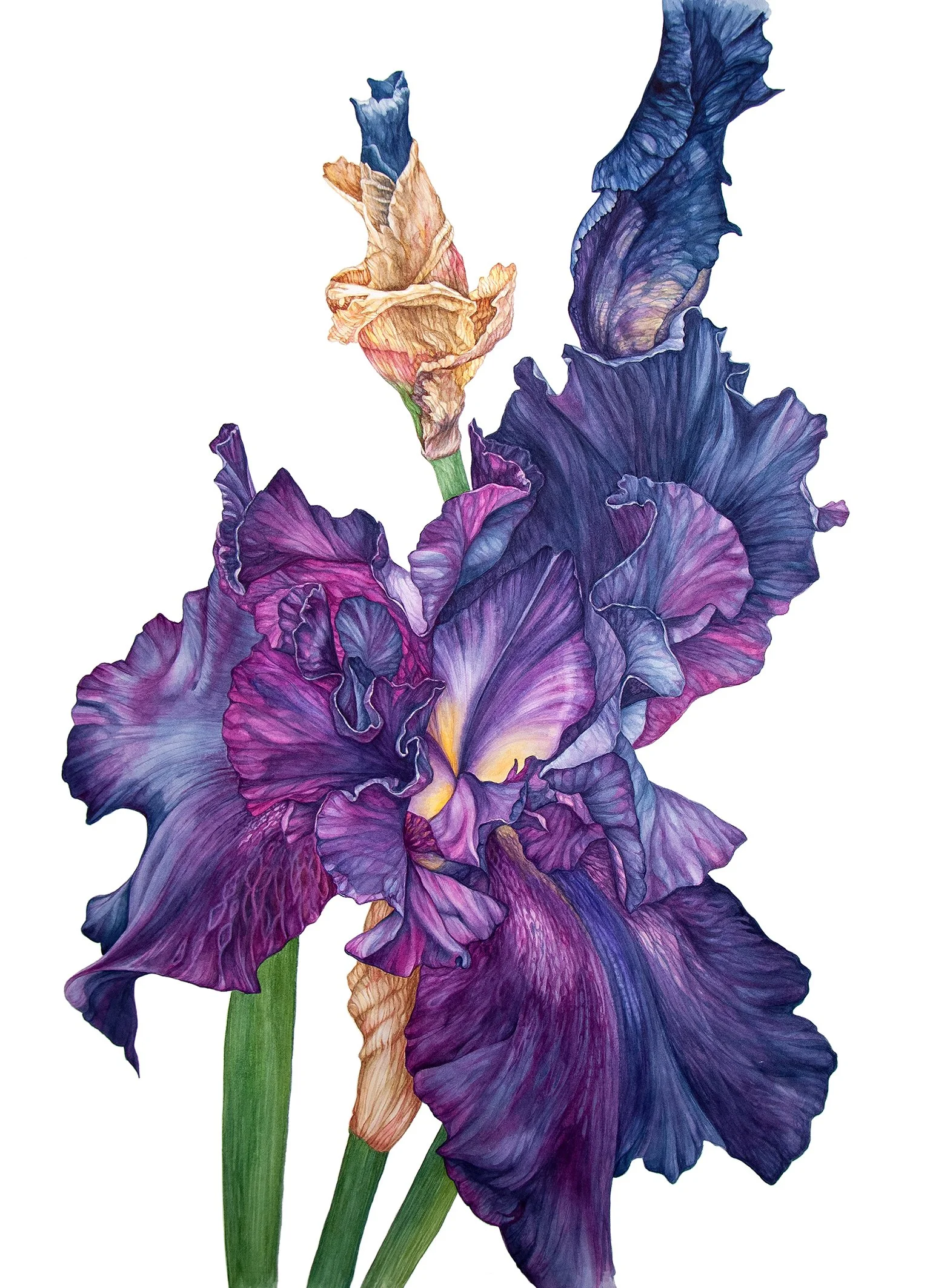 Iris_small.jpg