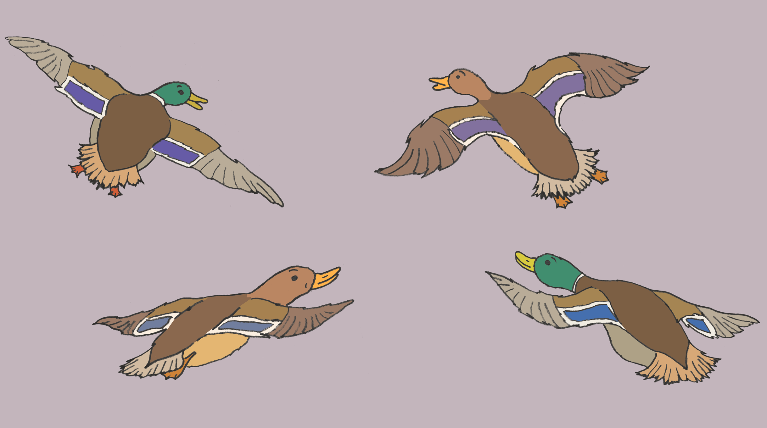 Ducks.png
