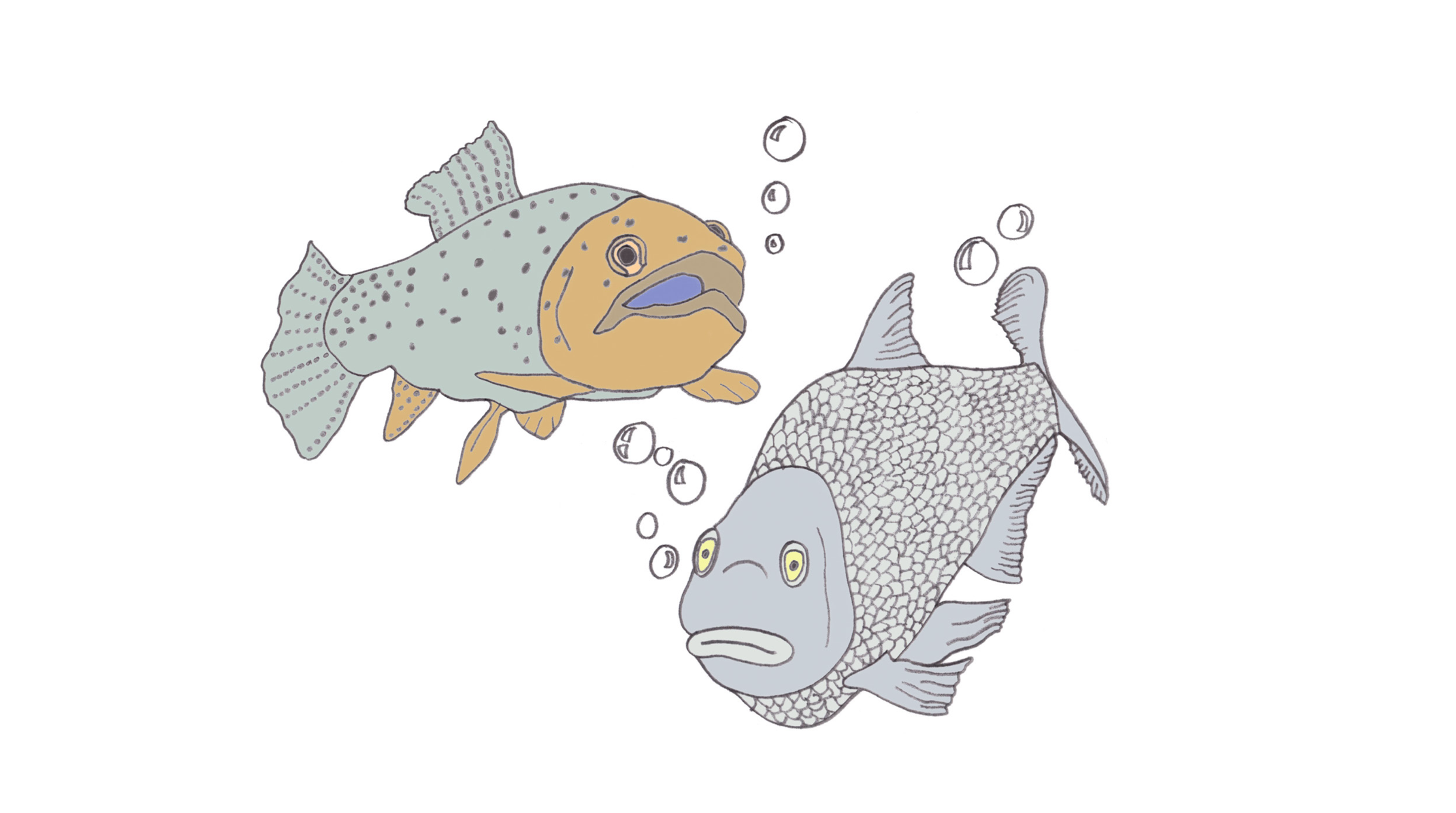 Fish 4.png