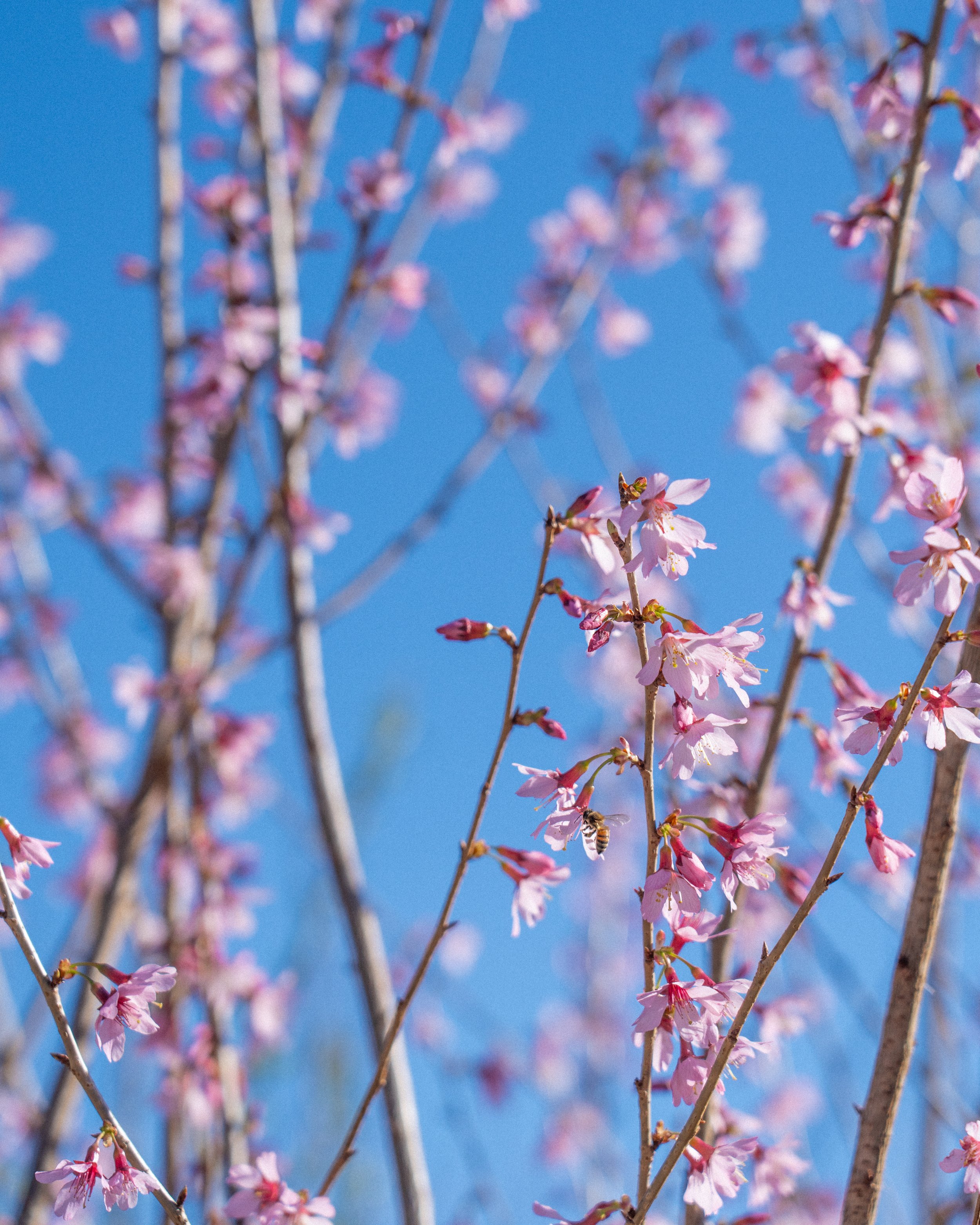 Cherry Tree 1.jpg