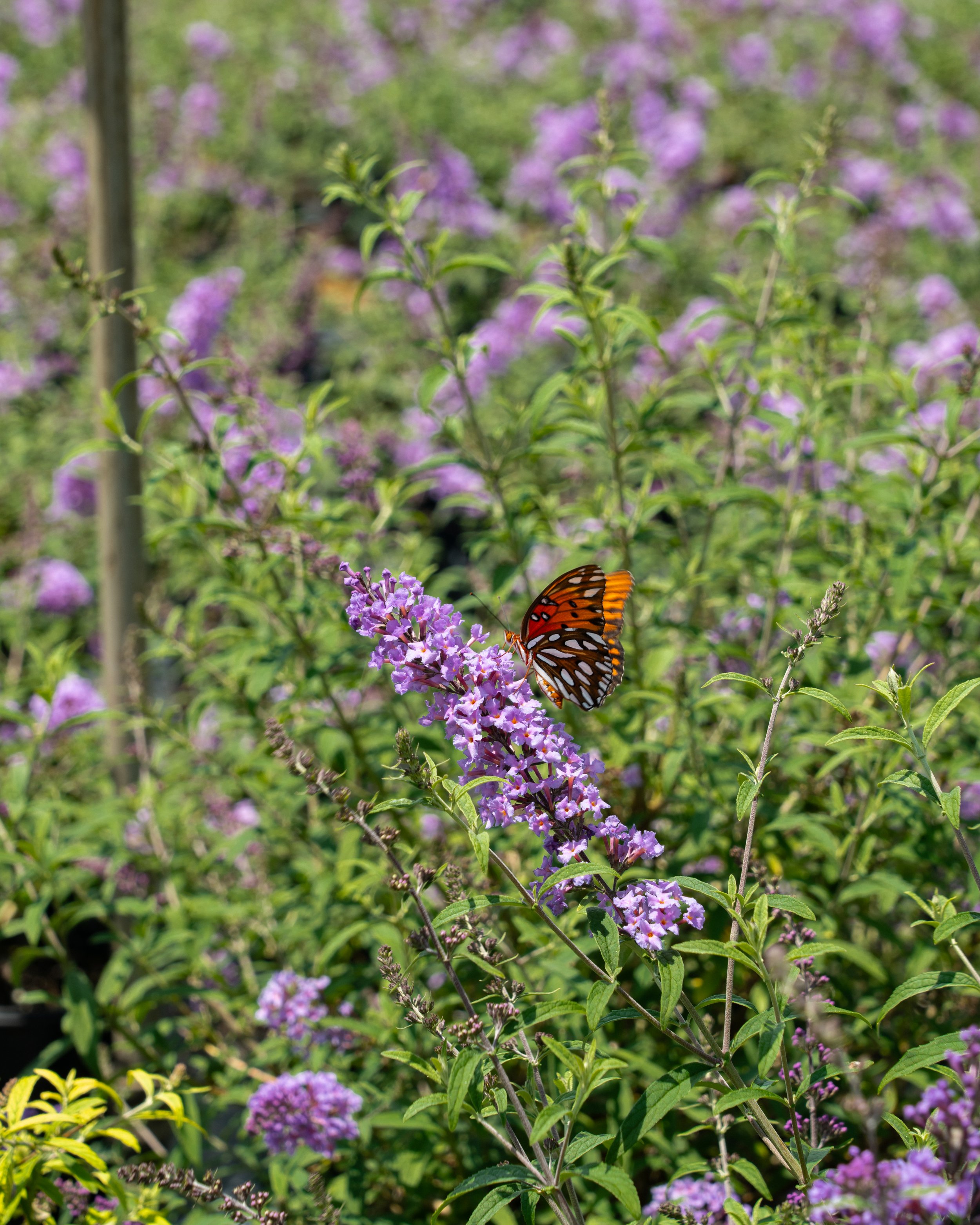 Image 13.jpg