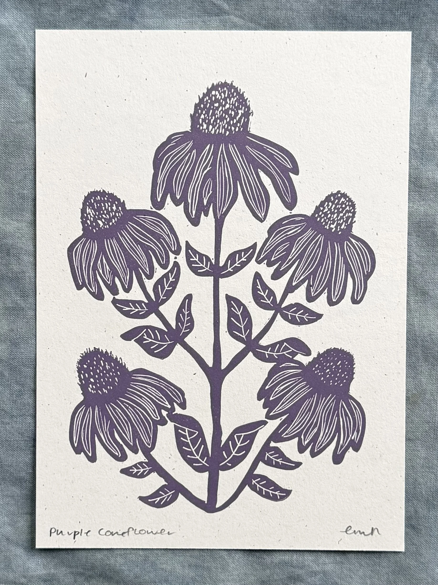 Purple Coneflower