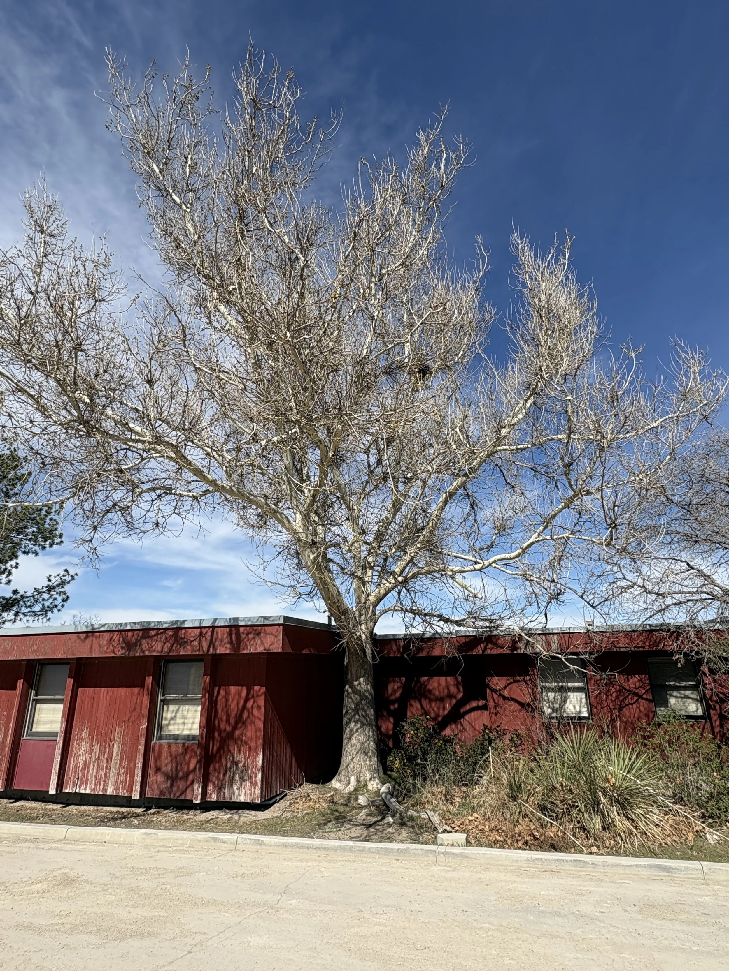 A large sycamore tree in spring outside a red wooden building.
