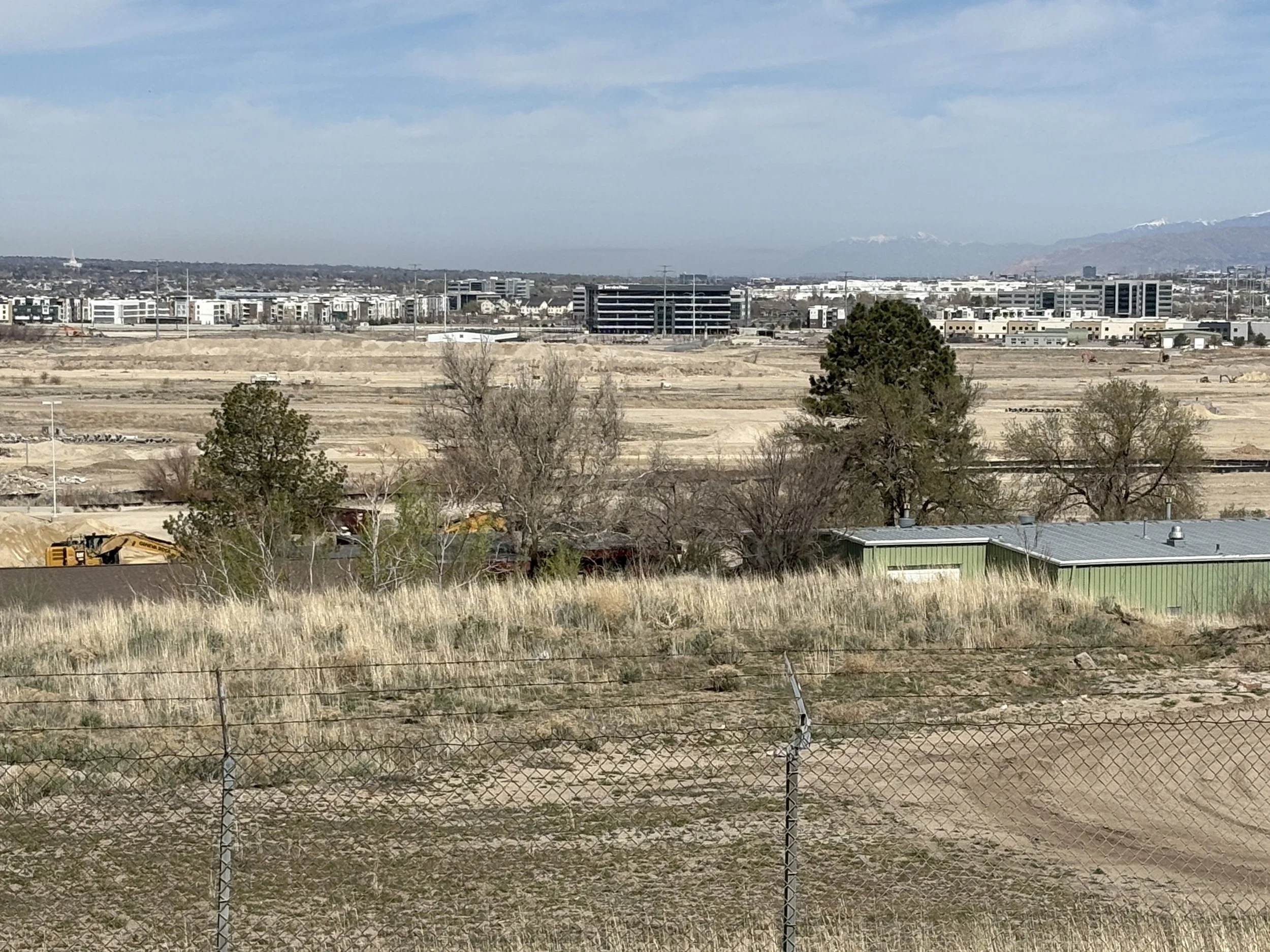 A landscape view that shows the top of a large sycamore tree in spring.