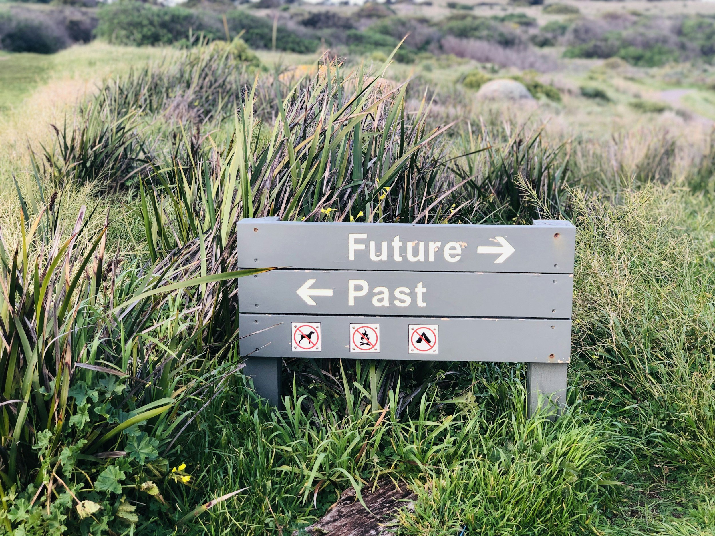 A gray directional sign with arrows pointing right labeled "Future" and left labeled "Past", with icons beneath indicating no dogs, no fire, and no camping, situated among tall grass and greenery in a natural outdoor setting.