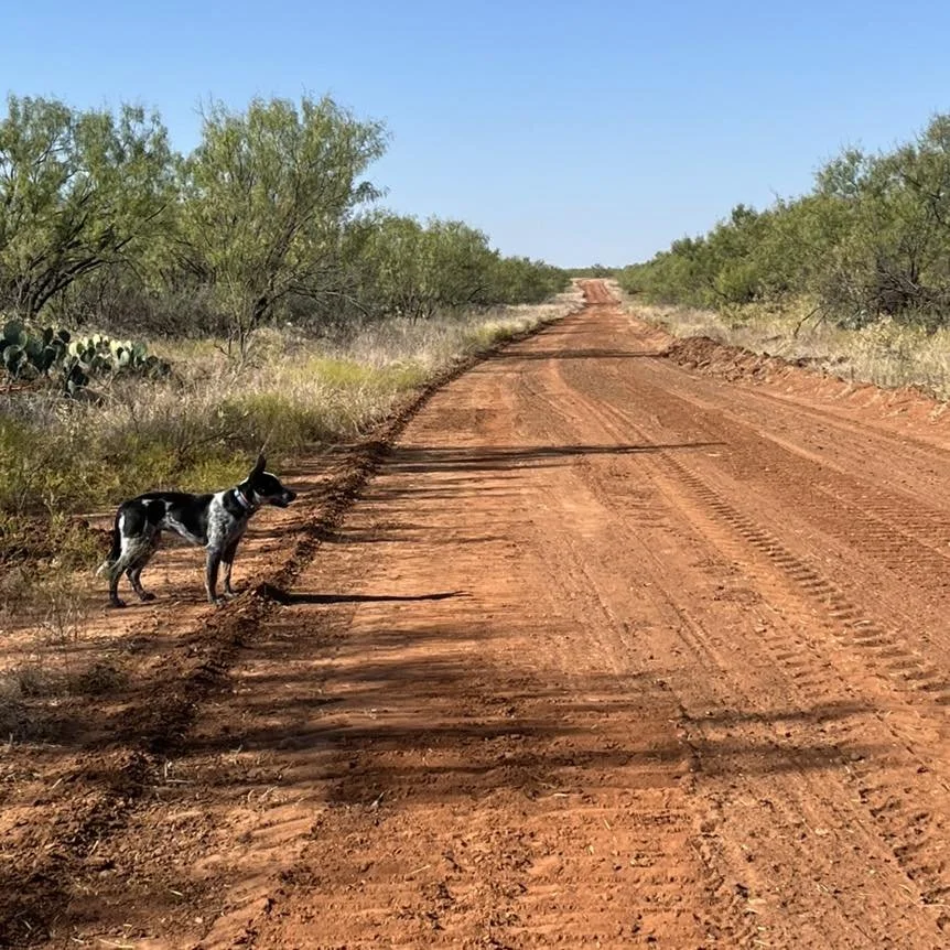 Rough Cut of farm road, Anson Tx