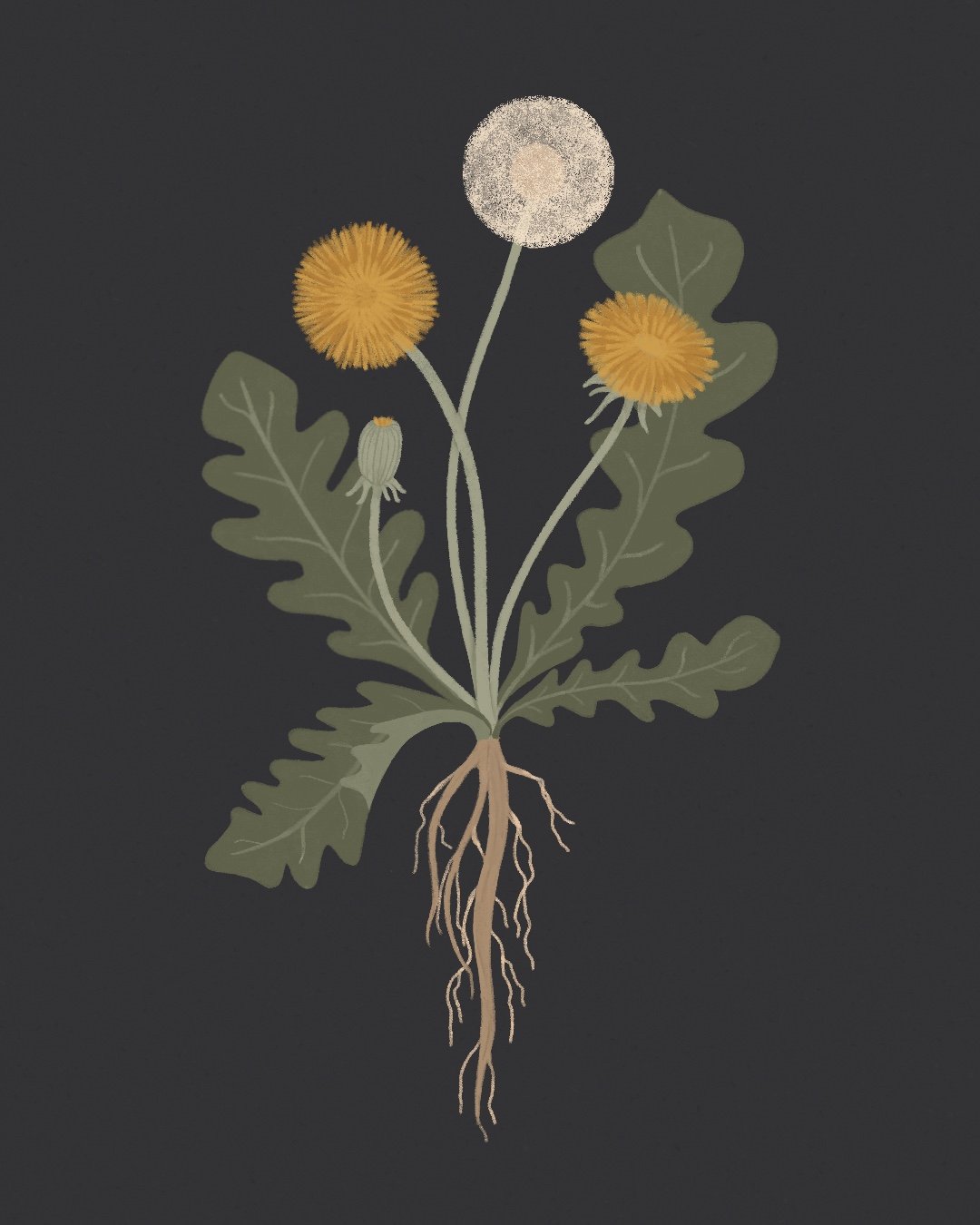 Dandelion 01.JPG