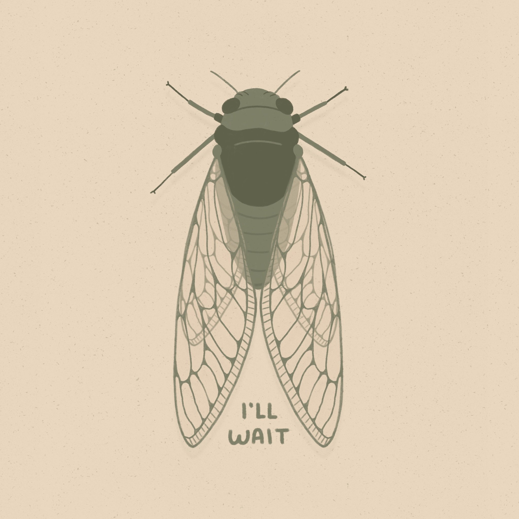 Cicada 01.JPG