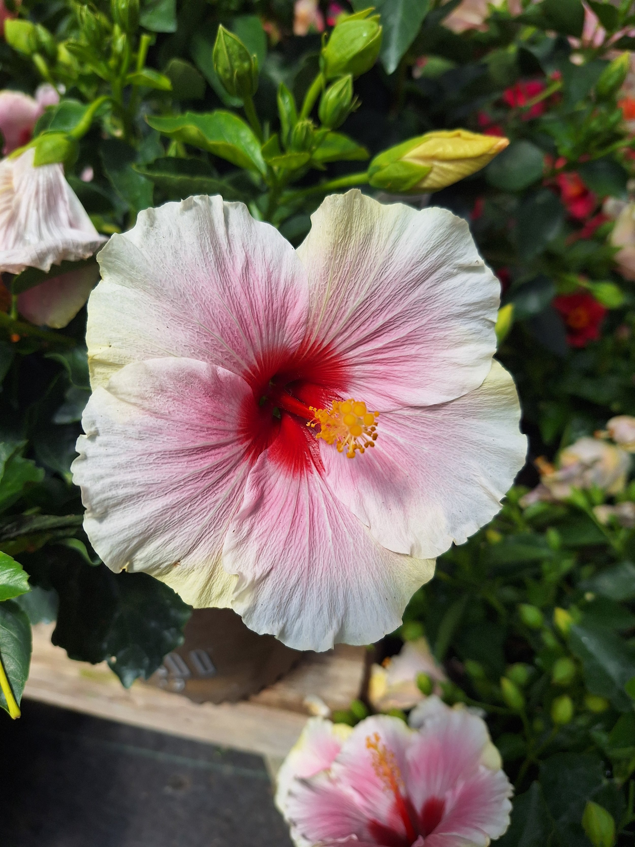 NC garden